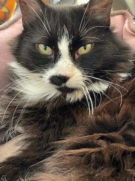 Enlarge Samba, a Adoptable mixed breed in San Francisco, CA image 4/6