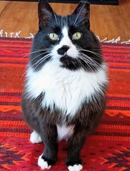 Enlarge Samba, a Adoptable mixed breed in San Francisco, CA image 6/6