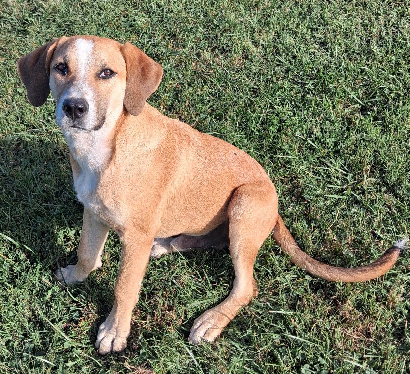 Enlarge Gunner - MEET ME @ PETCO 10/3!, a Adoptable Mountain Cur in Cookeville, TN image 1/3