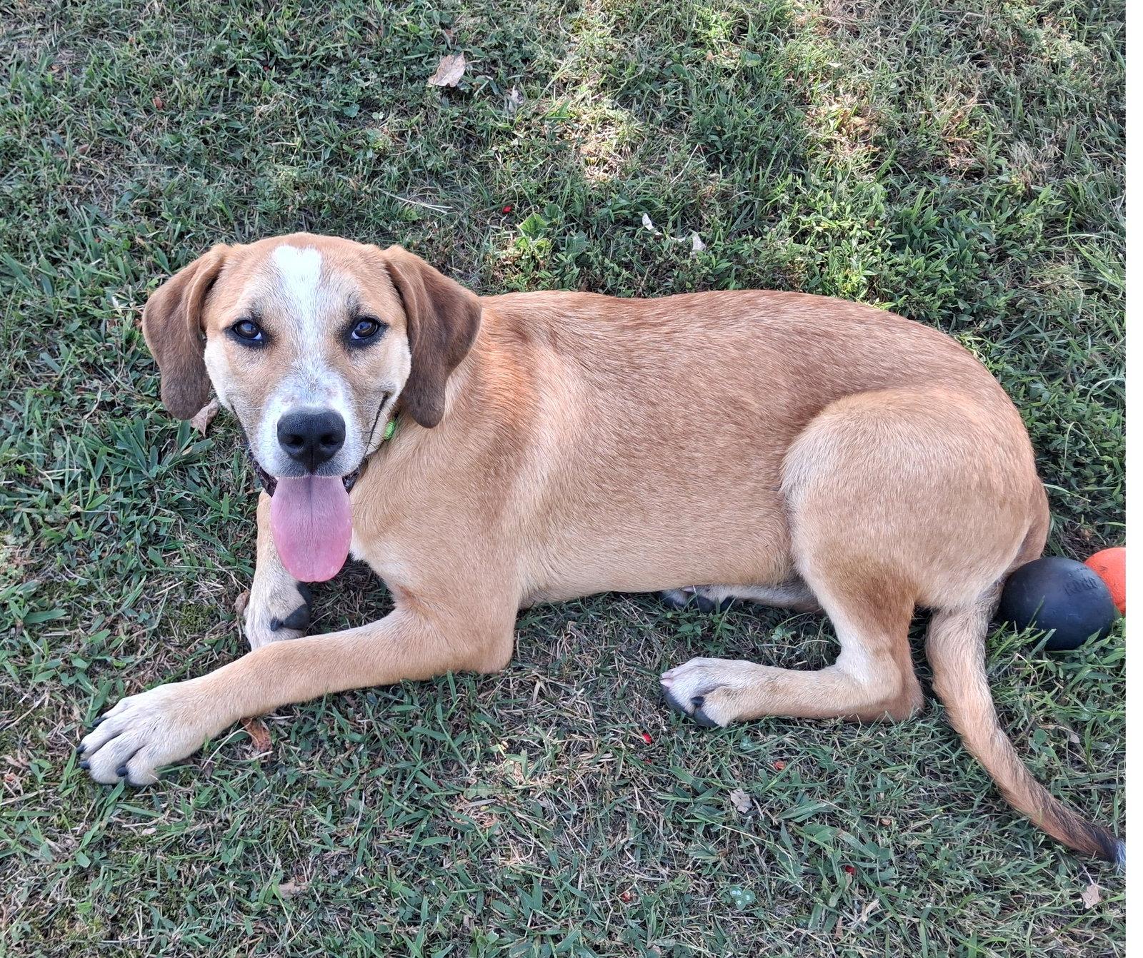 Enlarge Gunner - MEET ME @ PETCO 10/3!, a Adoptable Mountain Cur in Cookeville, TN image 2/3