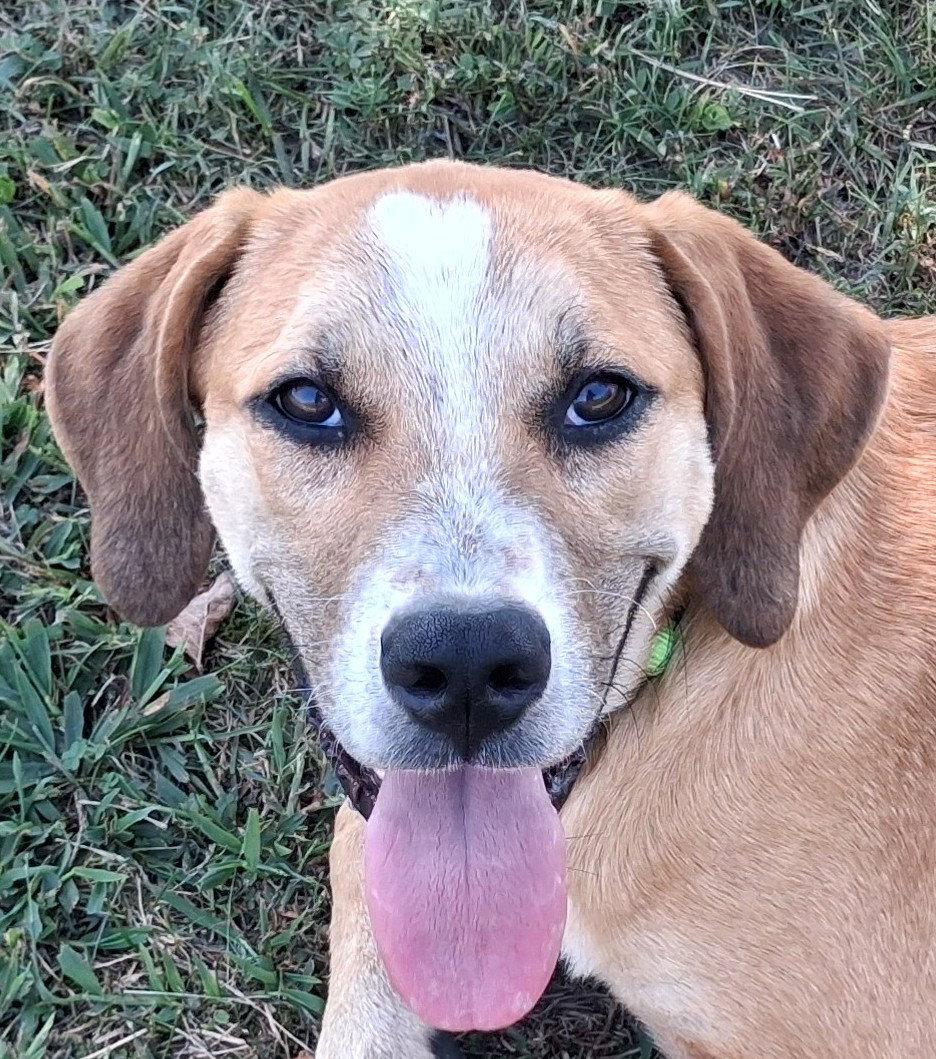Enlarge Gunner - MEET ME @ PETCO 10/3!, a Adoptable Mountain Cur in Cookeville, TN image 3/3