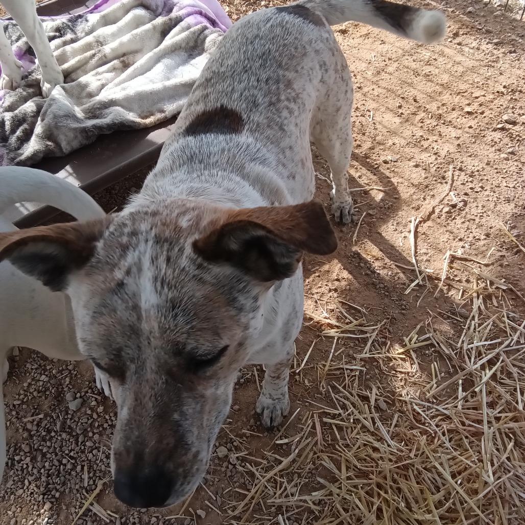 Jackie, Adoptable, Young Female Mixed Breed.