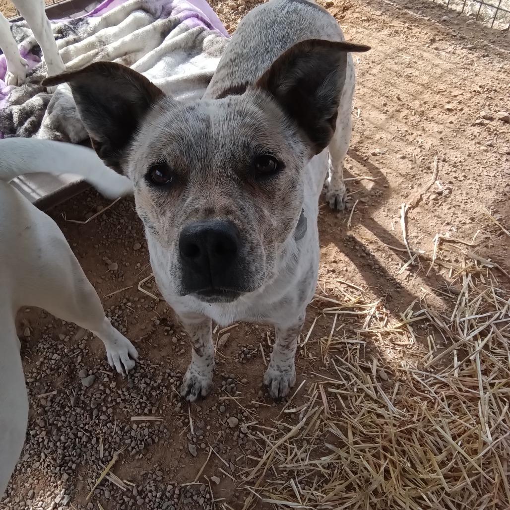 Enlarge Jackie, a Adoptable Mixed Breed in Taos, NM image 2/2