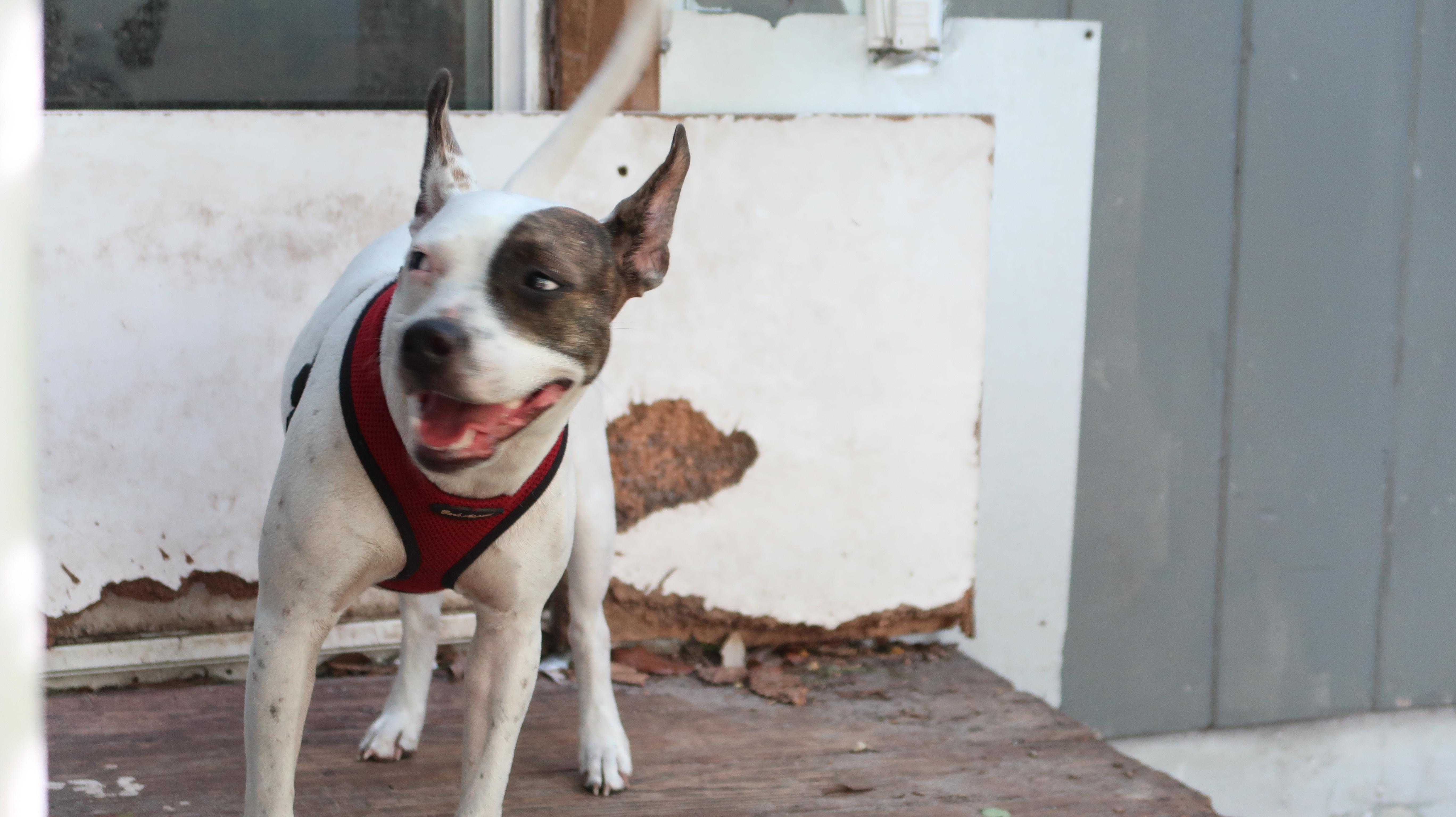 Enlarge Charlotte 29 Pounds of Affectionate, a Adoptable Rat Terrier in St. Petersburg, FL image 4/6