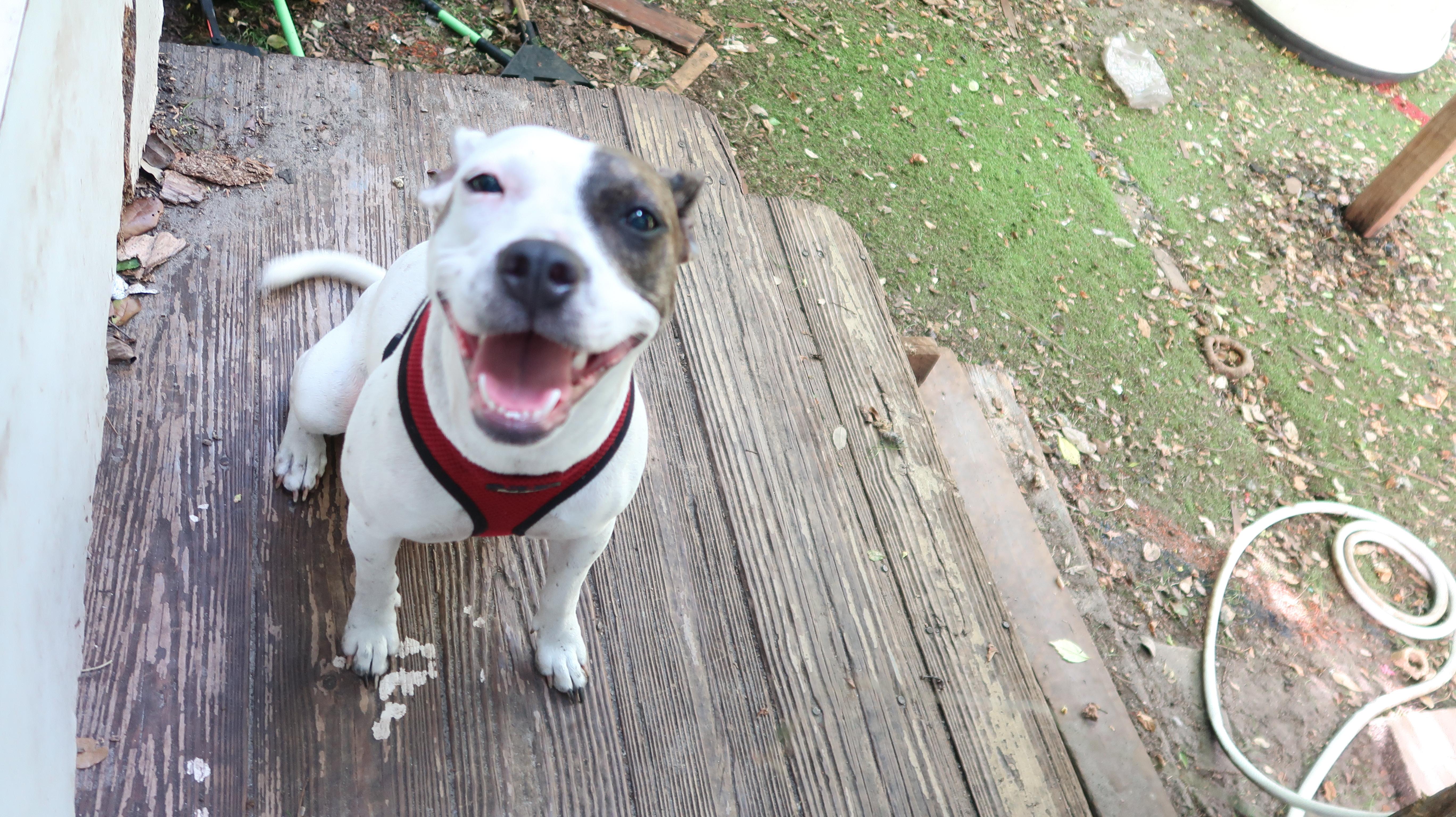 Enlarge Charlotte 29 Pounds of Affectionate, a Adoptable Rat Terrier in St. Petersburg, FL image 6/6