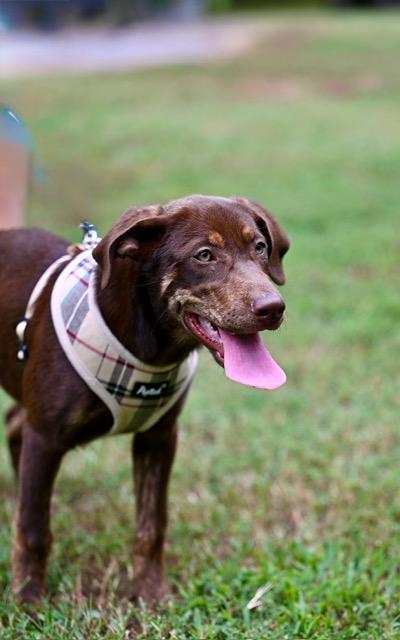 COCO - WAIVED ADOPTION FEE, Adopted, Puppy Female Shepherd & Catahoula Leopard Dog.