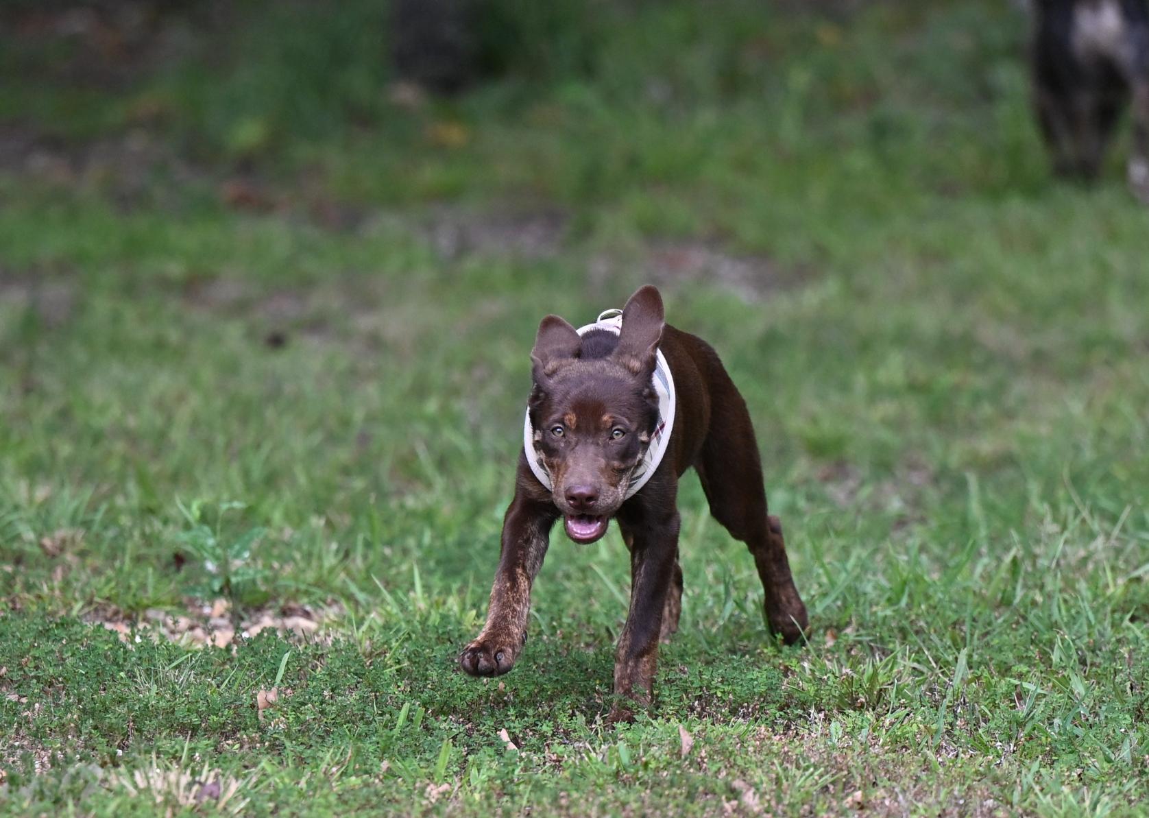 Enlarge COCO - WAIVED ADOPTION FEE, a Adopted mixed breed in Westford, MA image 5/5
