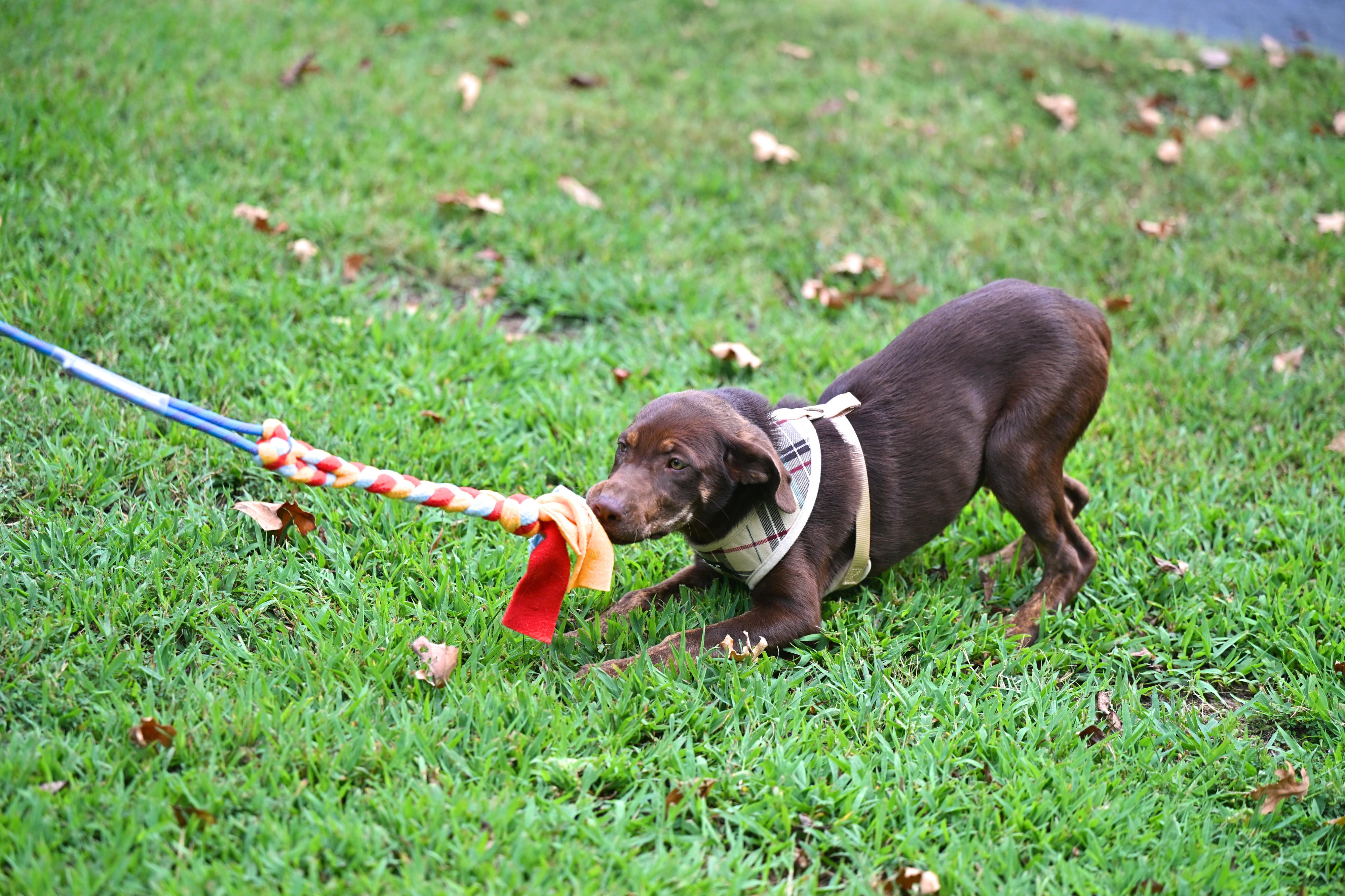 Enlarge COCO - WAIVED ADOPTION FEE, a Adopted mixed breed in Westford, MA image 4/5