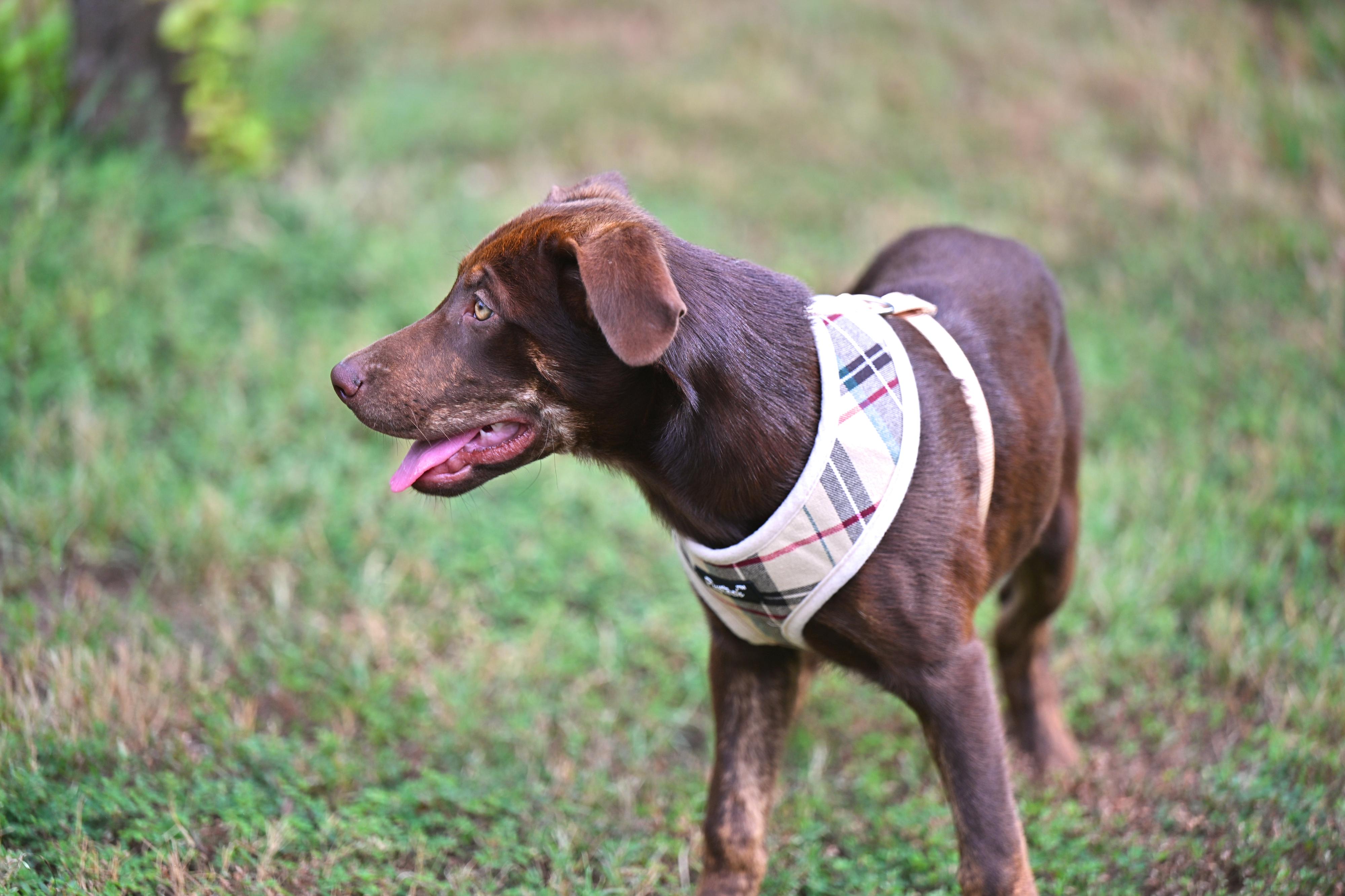 Enlarge COCO - WAIVED ADOPTION FEE, a Adopted mixed breed in Westford, MA image 3/5