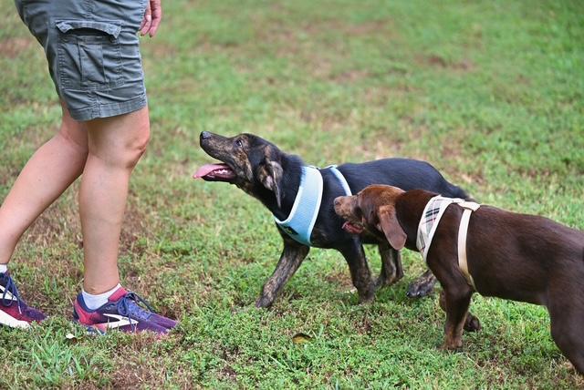Enlarge COCO - WAIVED ADOPTION FEE, a Adopted mixed breed in Westford, MA image 2/5