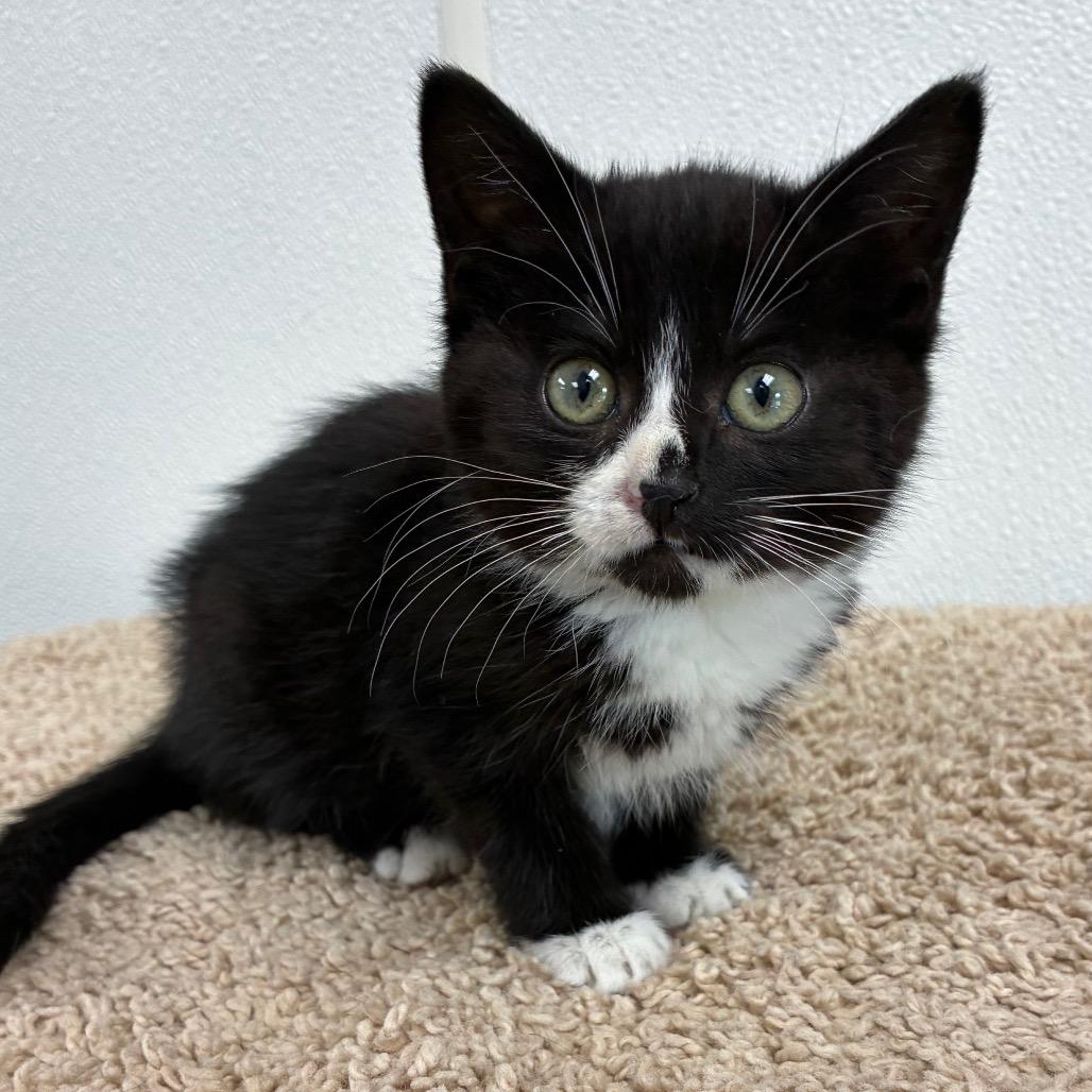 Sylvia, Adoptable, Kitten Female Domestic Short Hair.