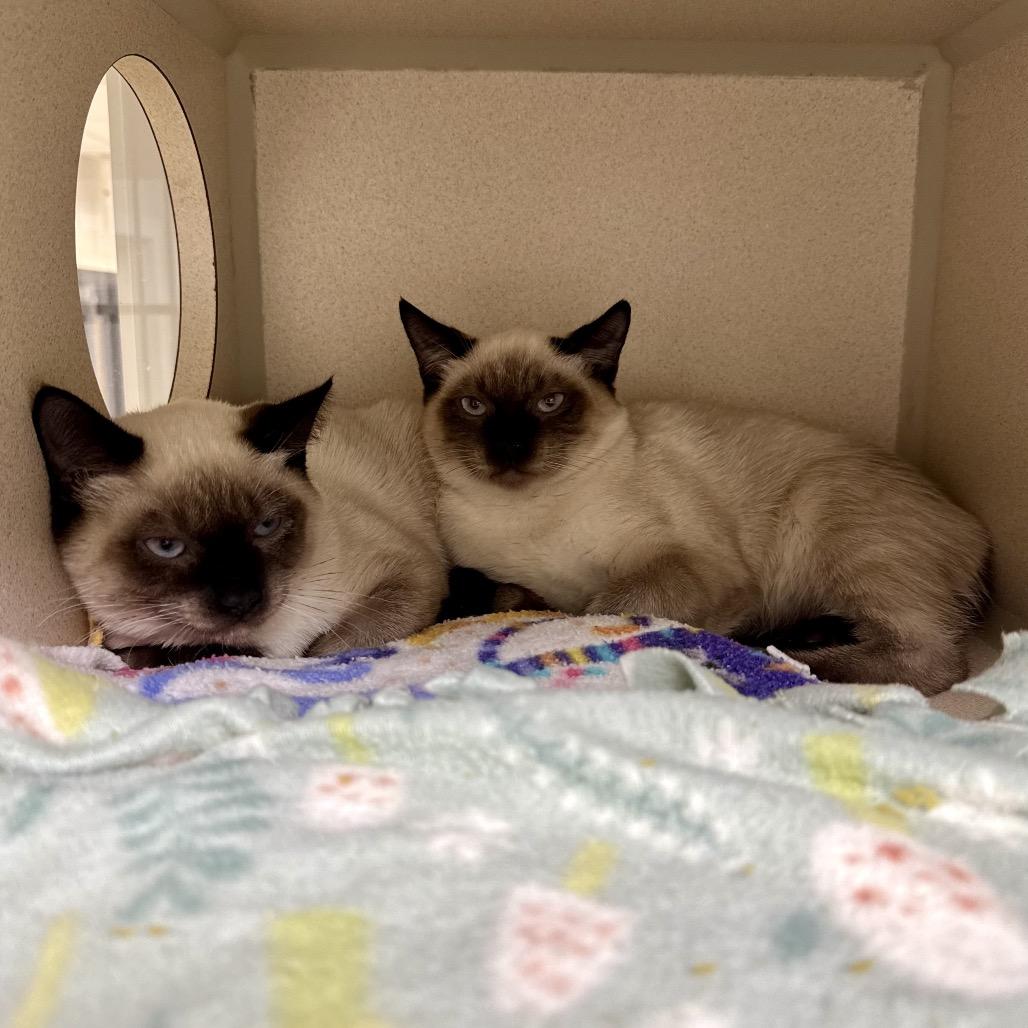 Kyanite, Adoptable, Kitten Female Snowshoe.