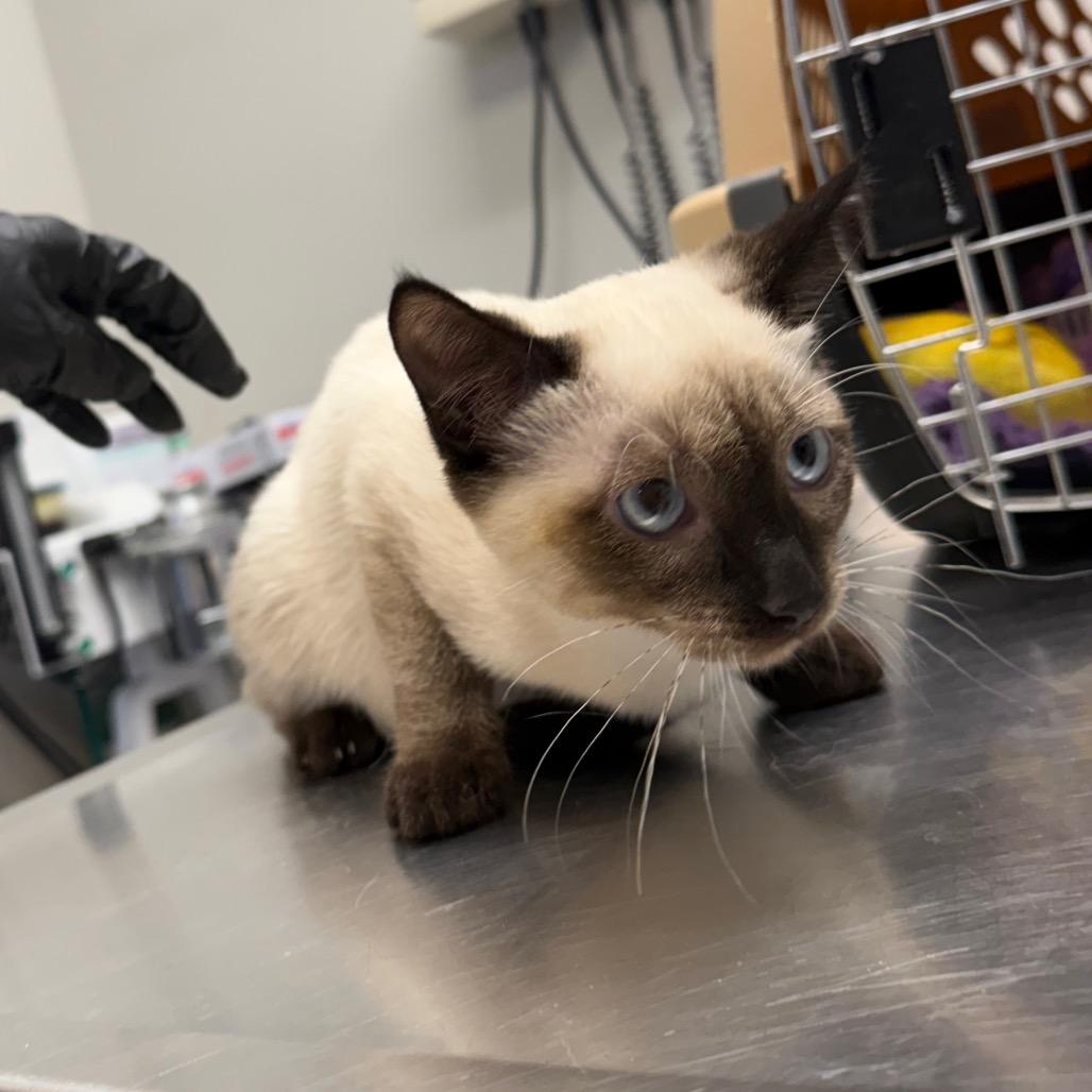 Kyanite, Adoptable, Kitten Female Snowshoe.