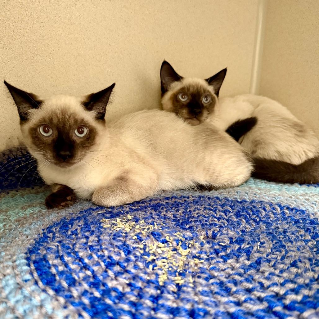 Enlarge Kyanite, a Adoptable Snowshoe in Great Falls, MT image 2/5