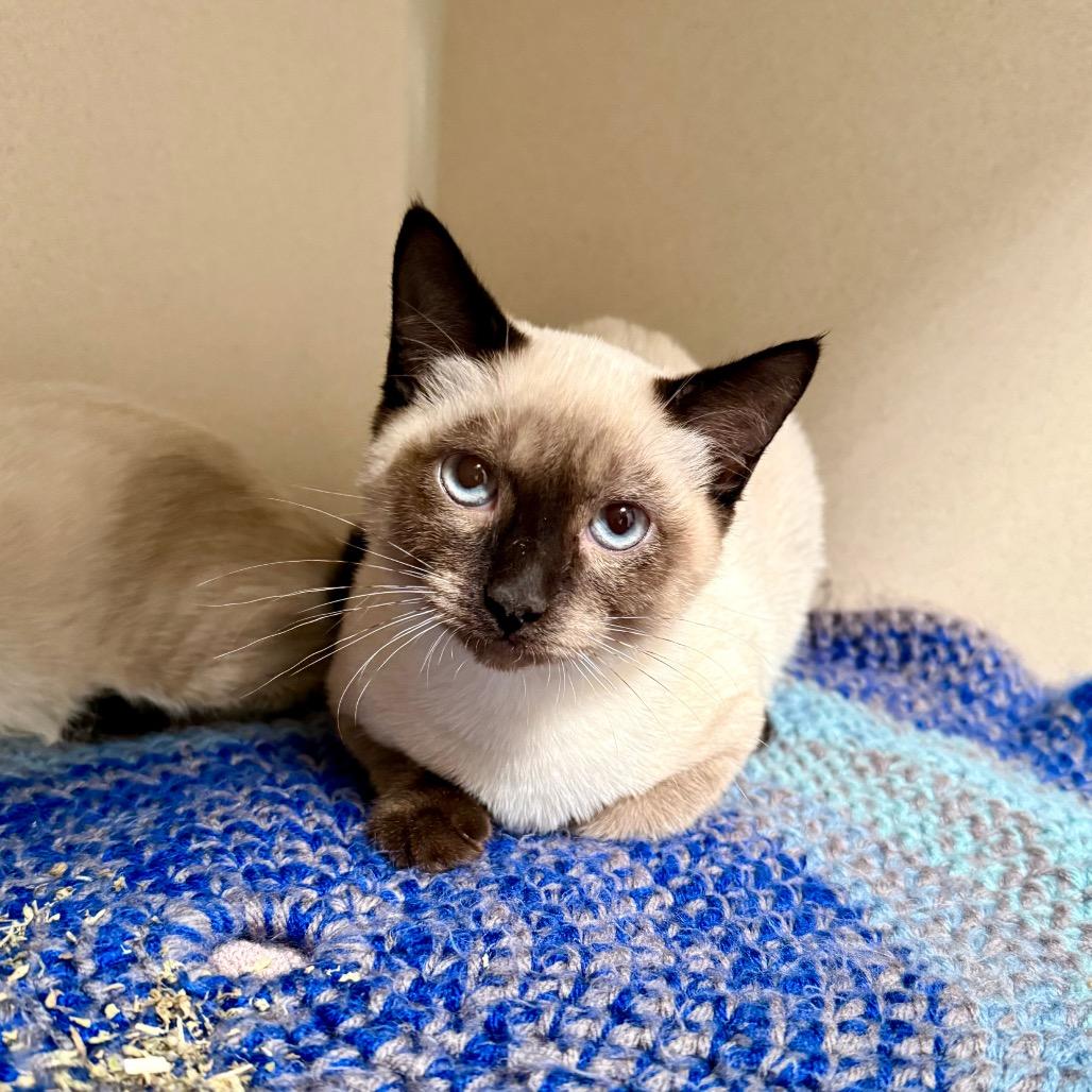 Enlarge Kyanite, a Adoptable Snowshoe in Great Falls, MT image 3/5
