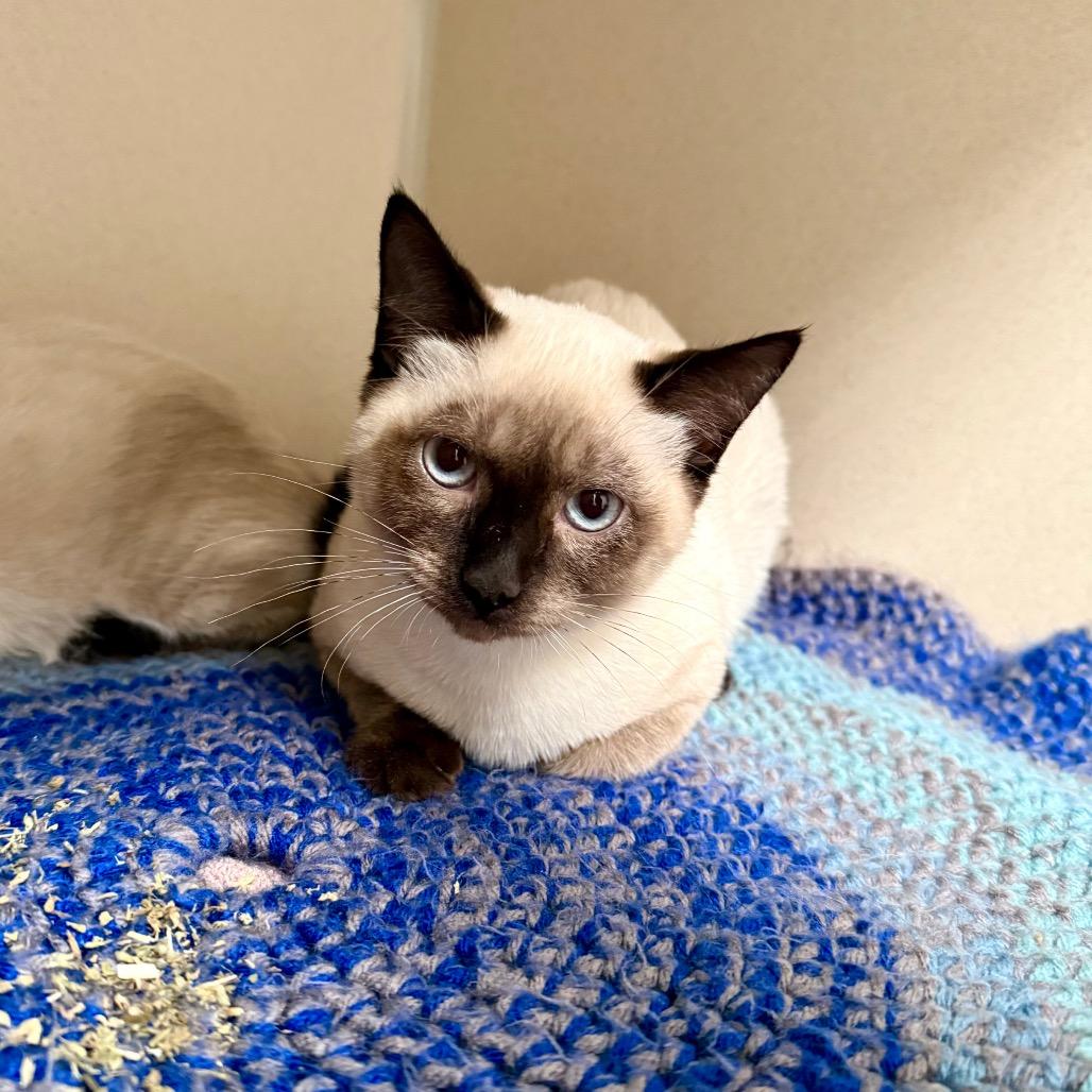 Enlarge Kyanite, a Adoptable Snowshoe in Great Falls, MT image 4/5