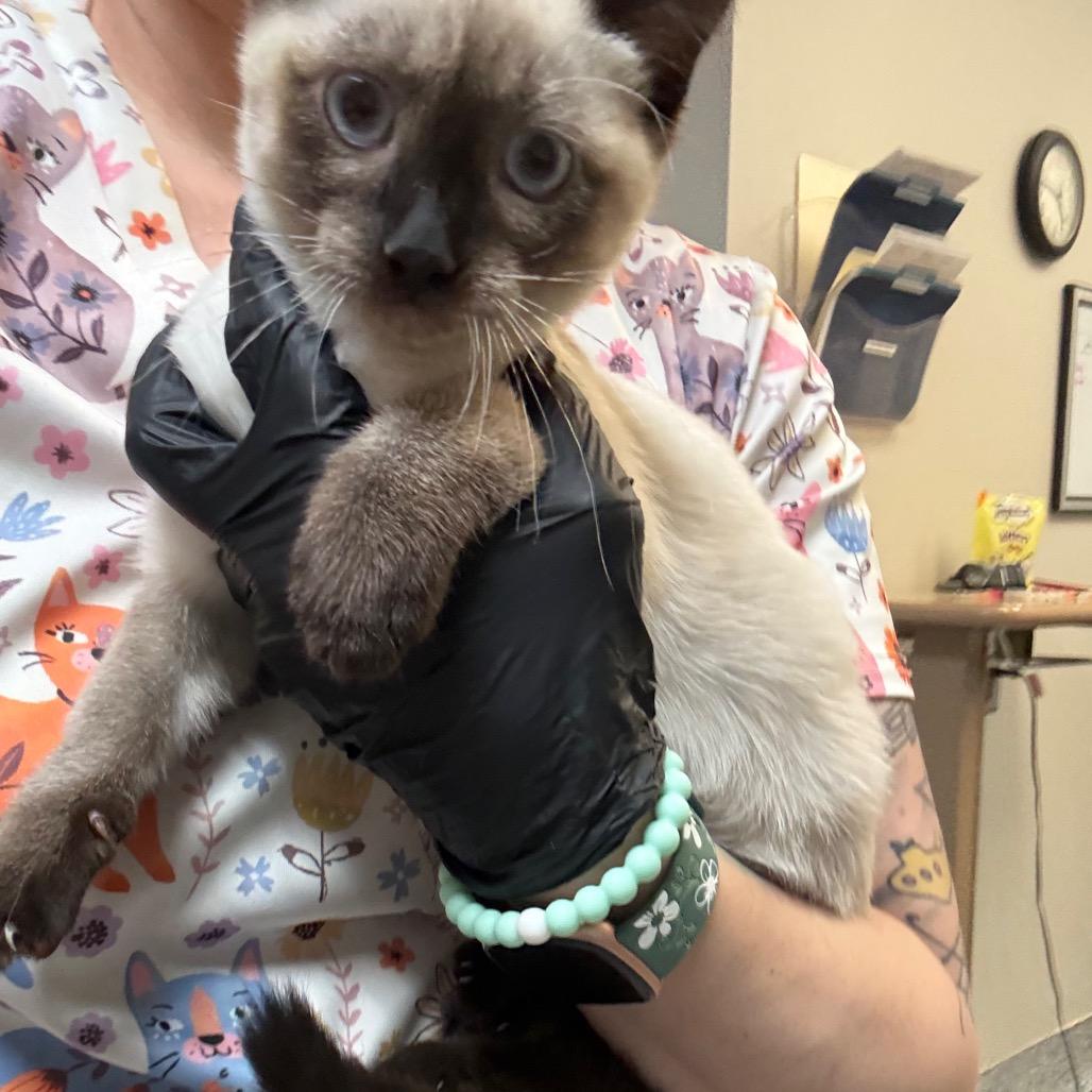 Enlarge Kyanite, a Adoptable Snowshoe in Great Falls, MT image 5/5