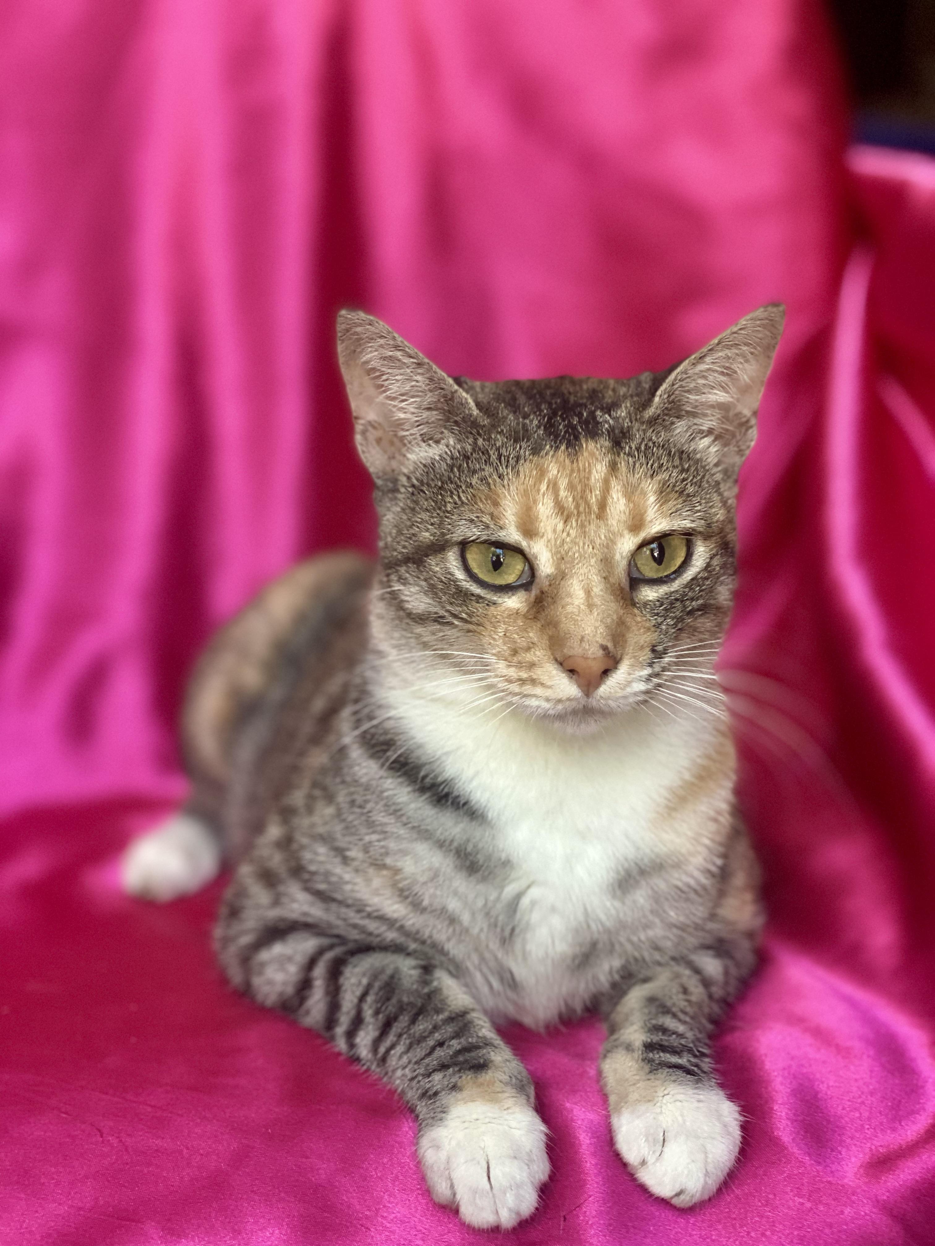 Princess LUNA, a Adoptable Calico in Rowland Heights, CA image 2/6