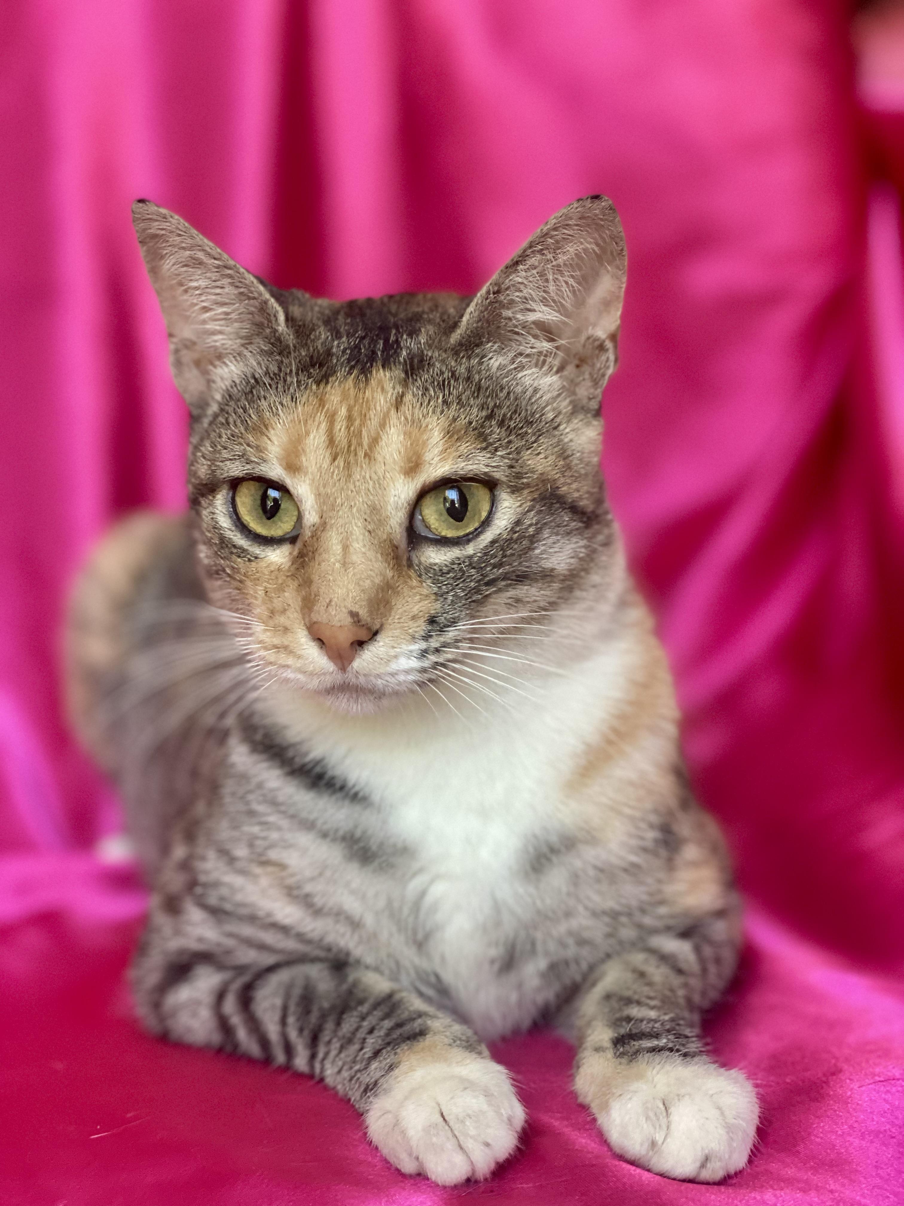 Princess LUNA, Adoptable, Young Female Calico.