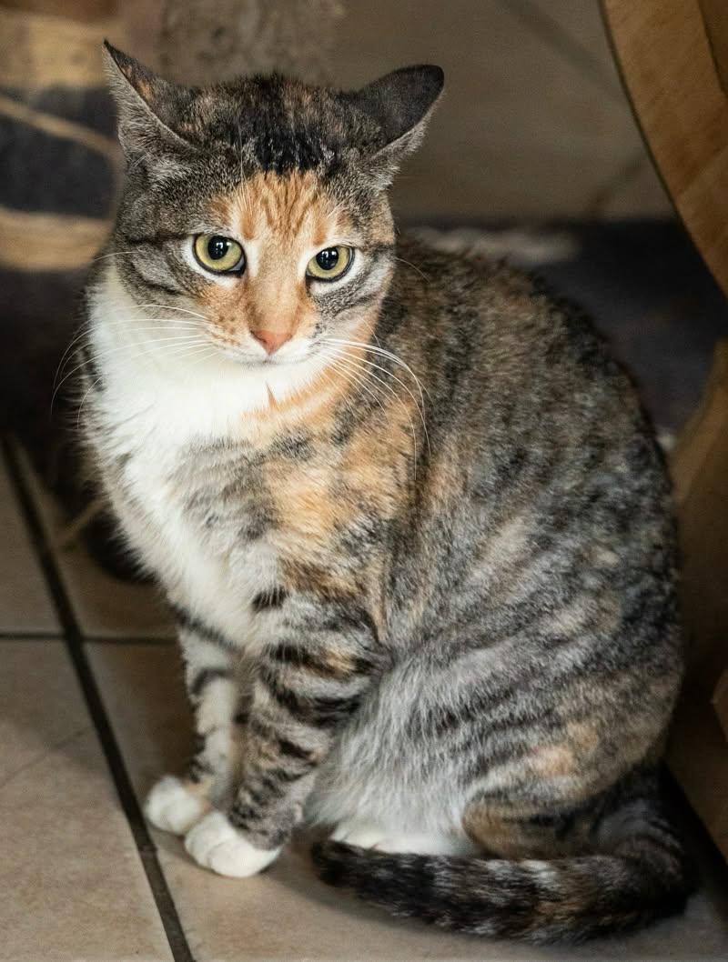 Enlarge Princess LUNA, an adopted Calico in Rowland Heights, CA image 2/2