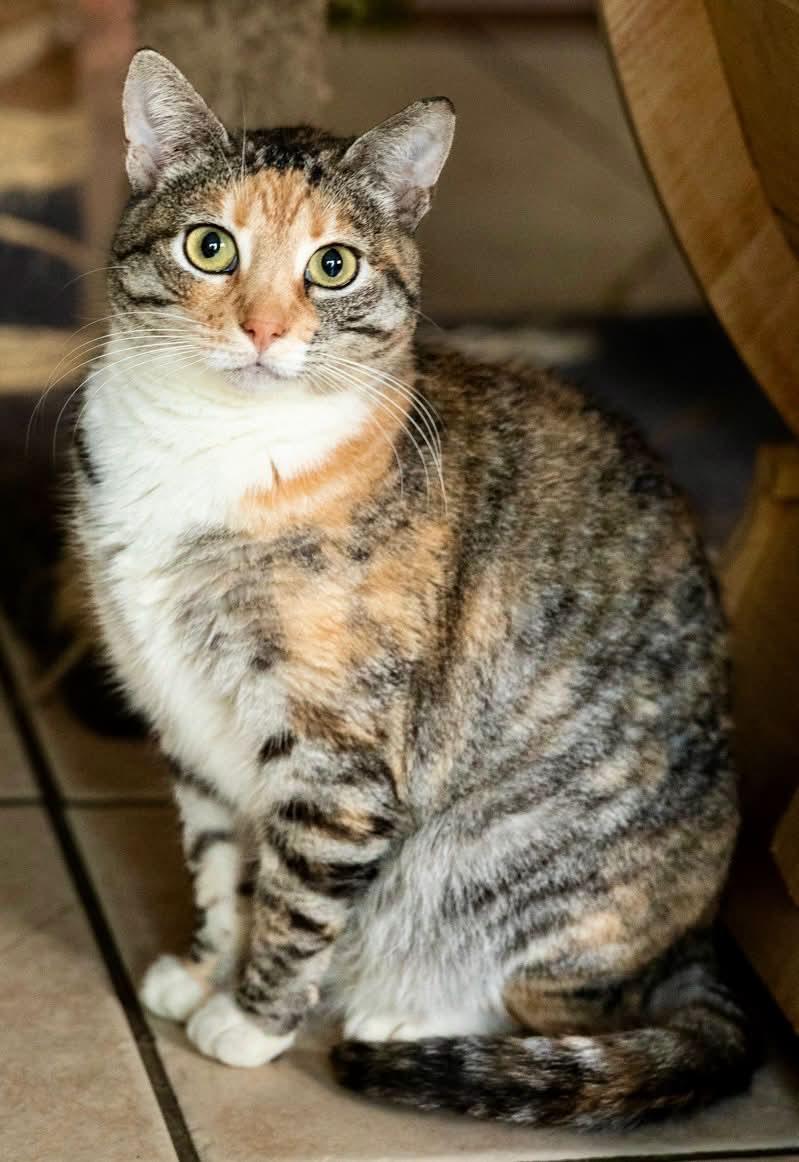 Enlarge Princess LUNA, an adopted Calico in Rowland Heights, CA image 1/2