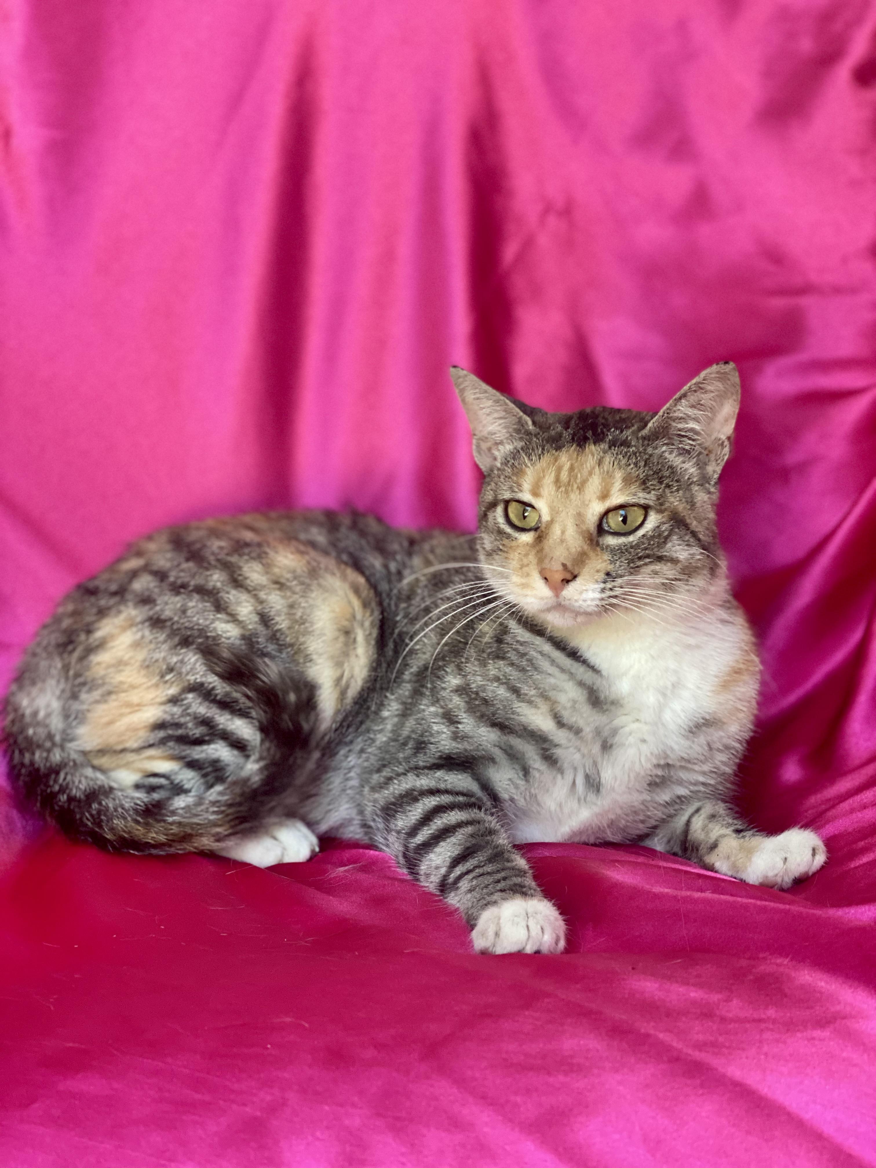 Princess LUNA, a Adoptable Calico in Rowland Heights, CA image 3/6