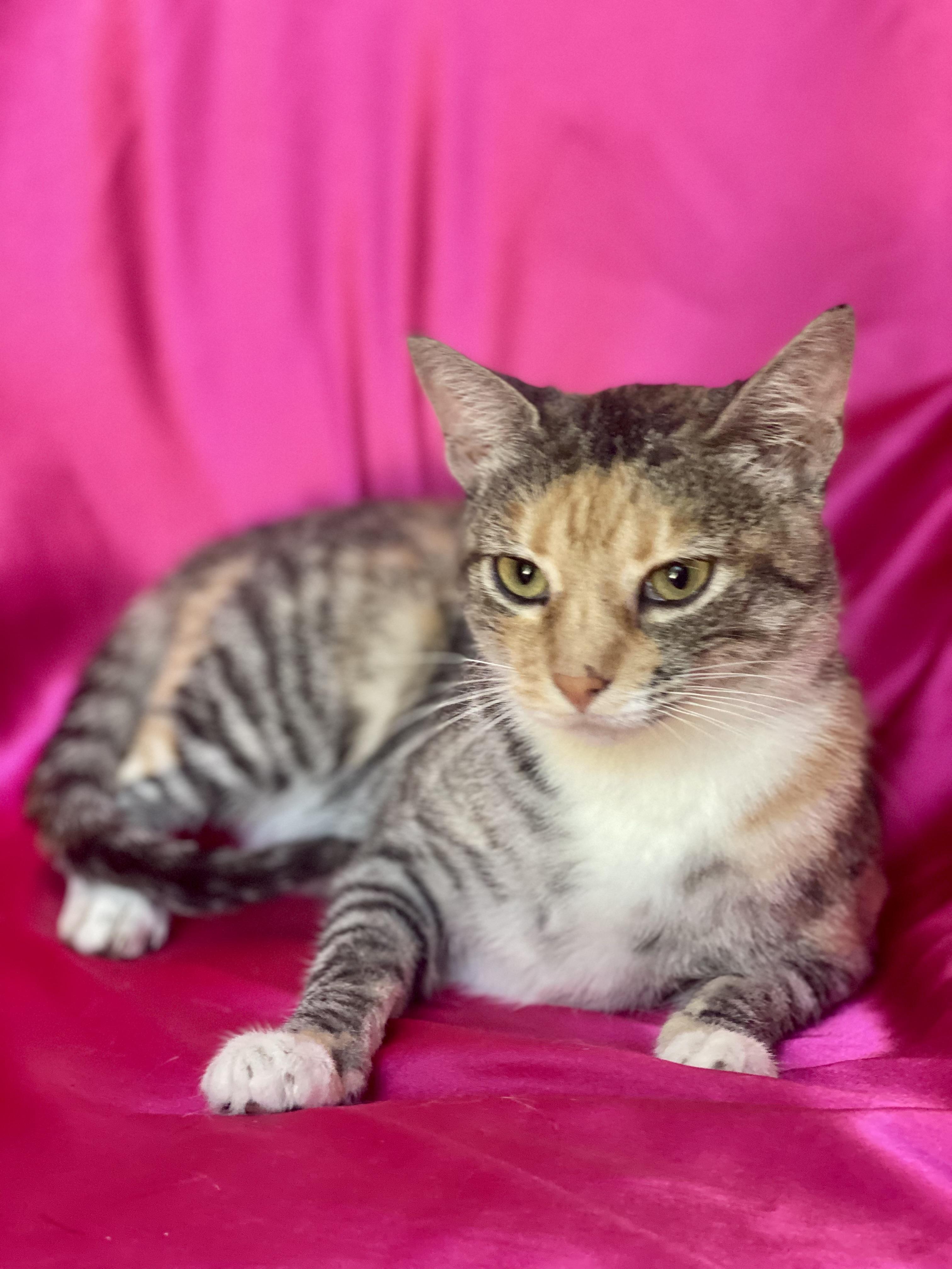 Princess LUNA, a Adoptable Calico in Rowland Heights, CA image 4/6