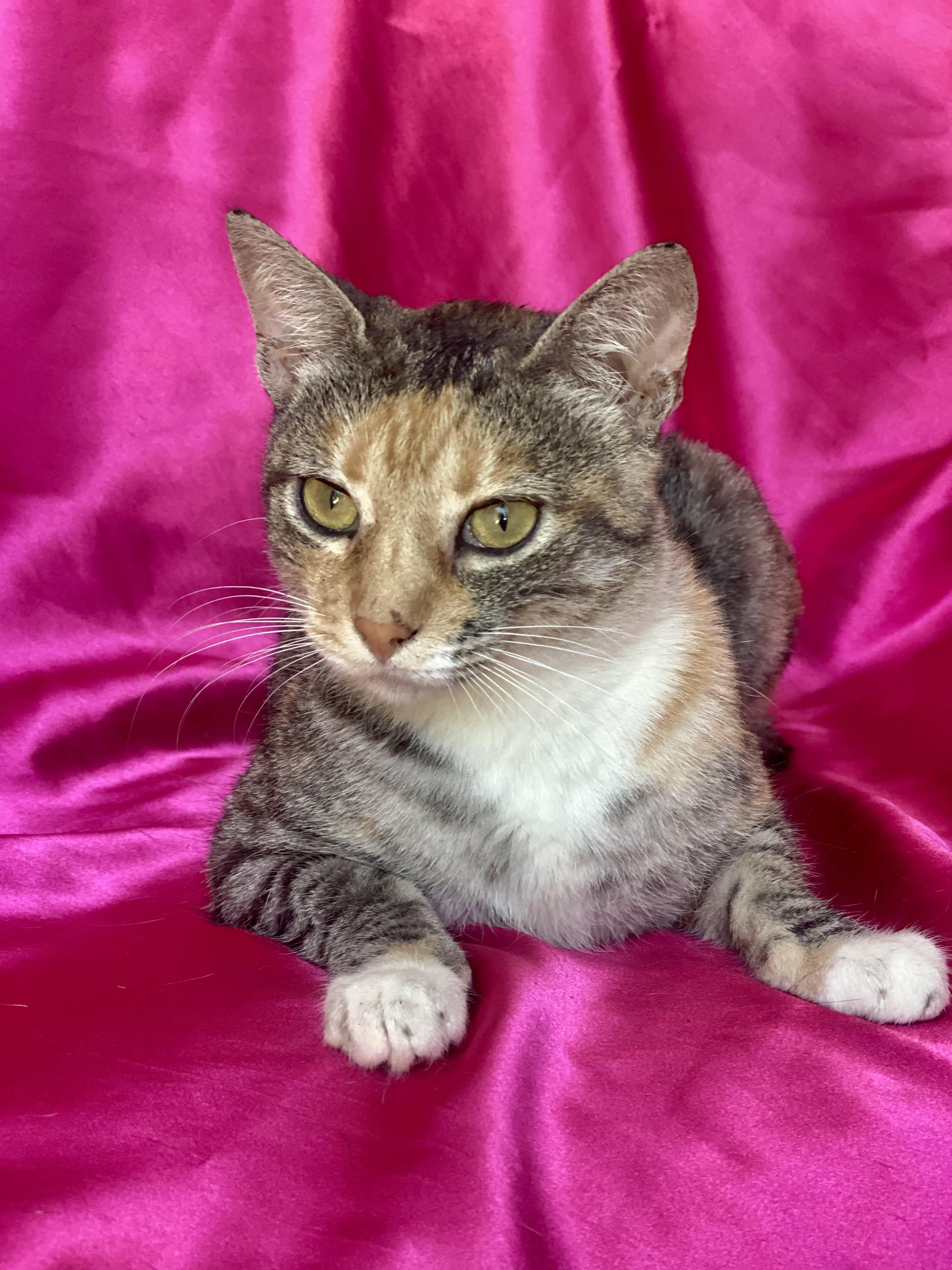 Princess LUNA, a Adoptable Calico in Rowland Heights, CA image 5/6