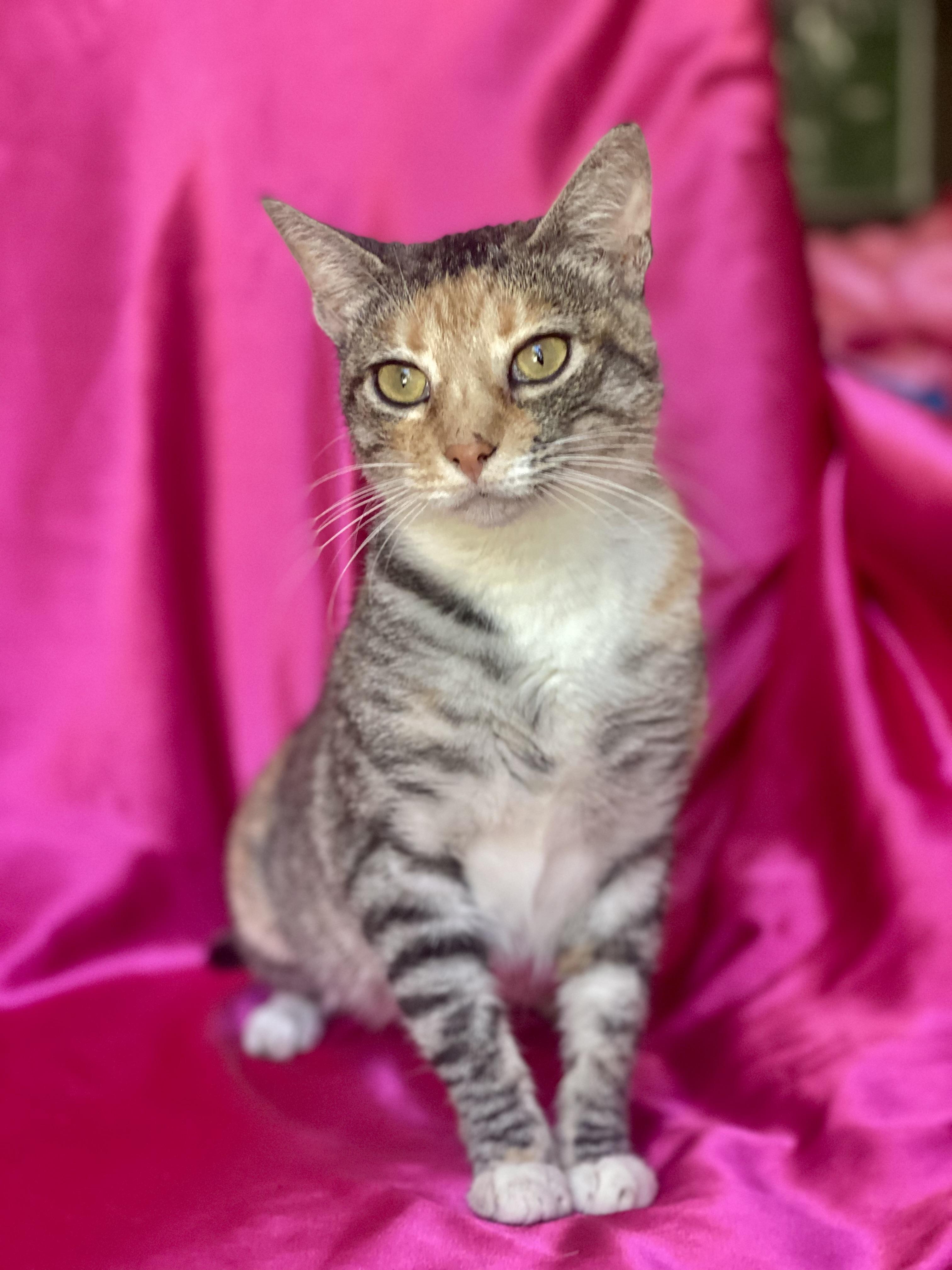 Princess LUNA, a Adoptable Calico in Rowland Heights, CA image 6/6