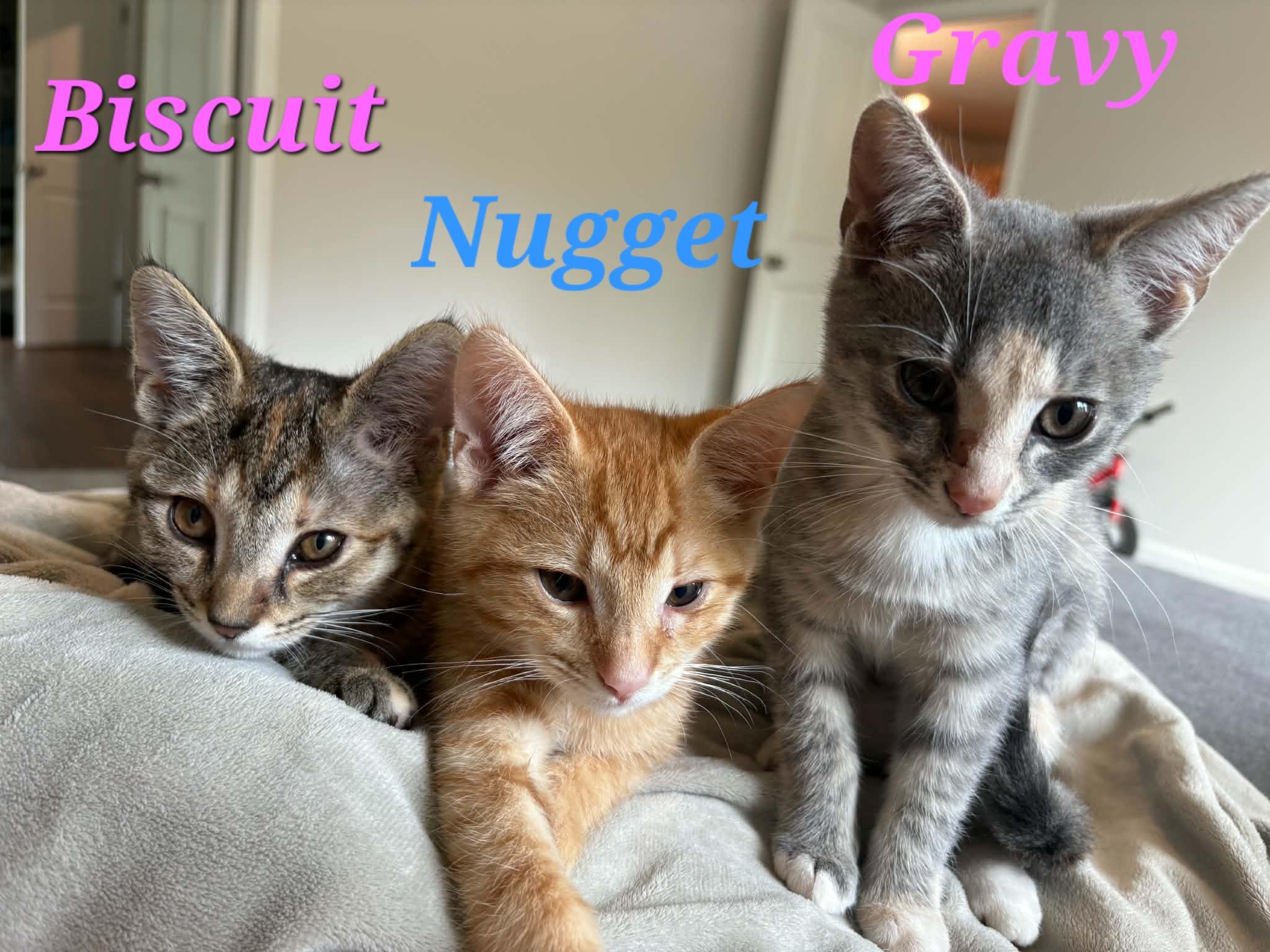 Enlarge Gravy, a Adoptable Domestic Short Hair in Morganton, NC image 3/4