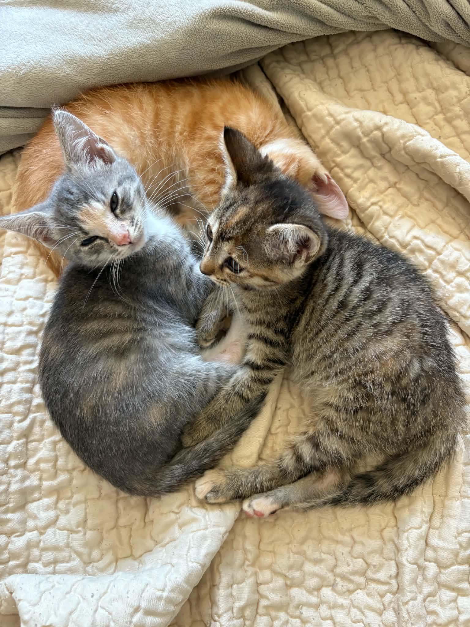 Gravy, Adoptable, Young Female Domestic Short Hair.