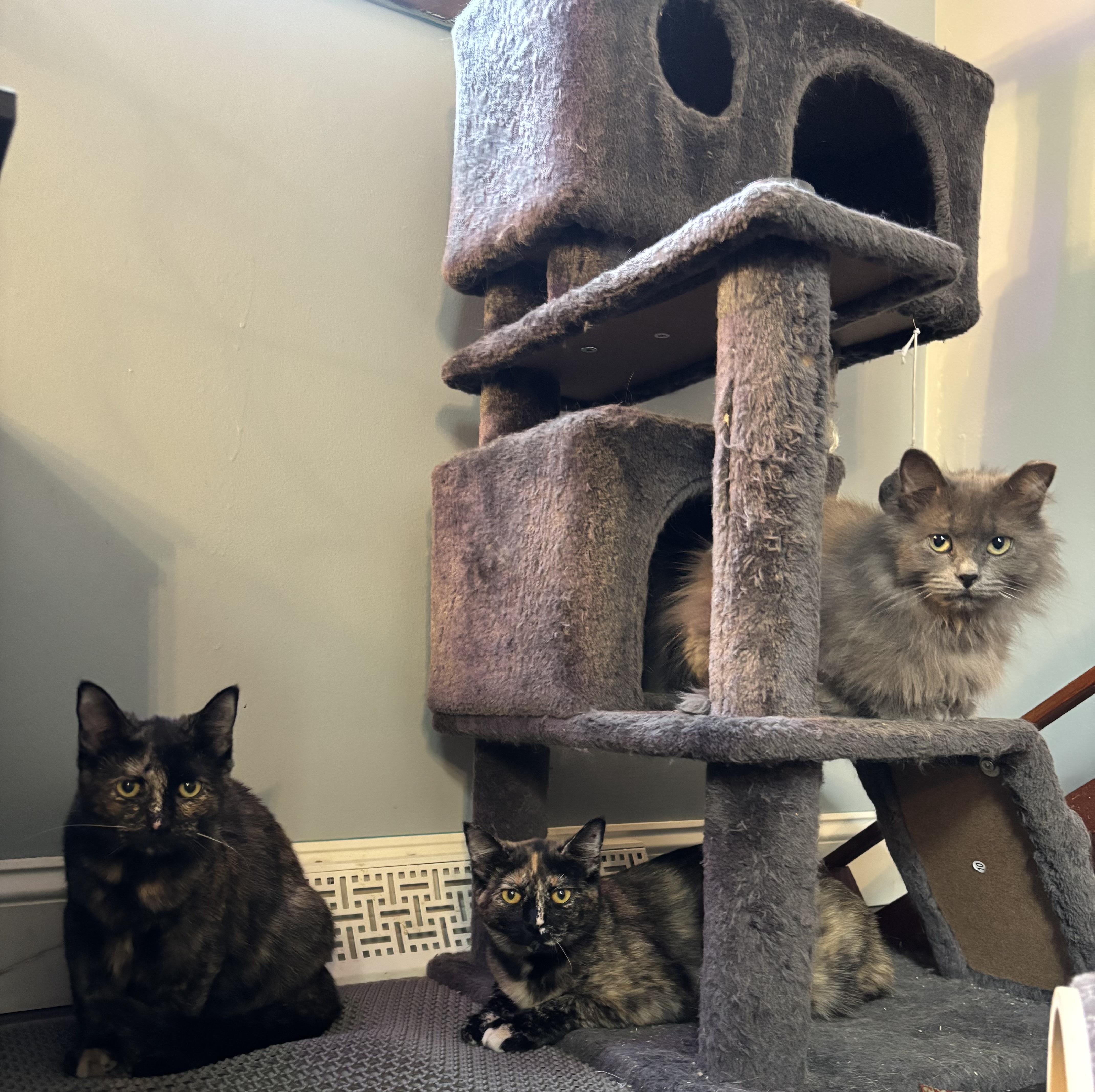 Moxie, a Adoptable Domestic Short Hair in Ortonville, MI image 2/5