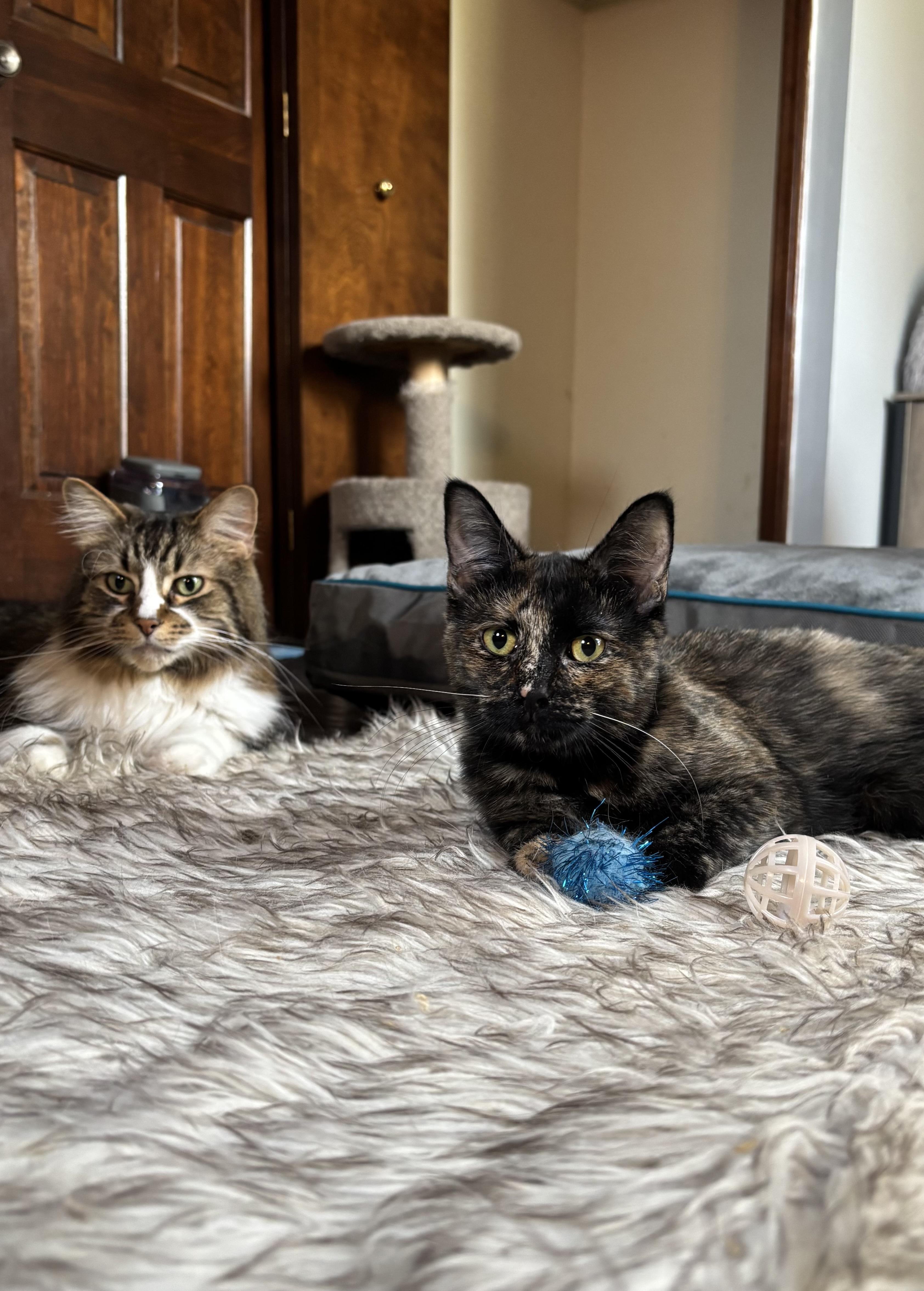 Moxie, a Adoptable Domestic Short Hair in Ortonville, MI image 3/5