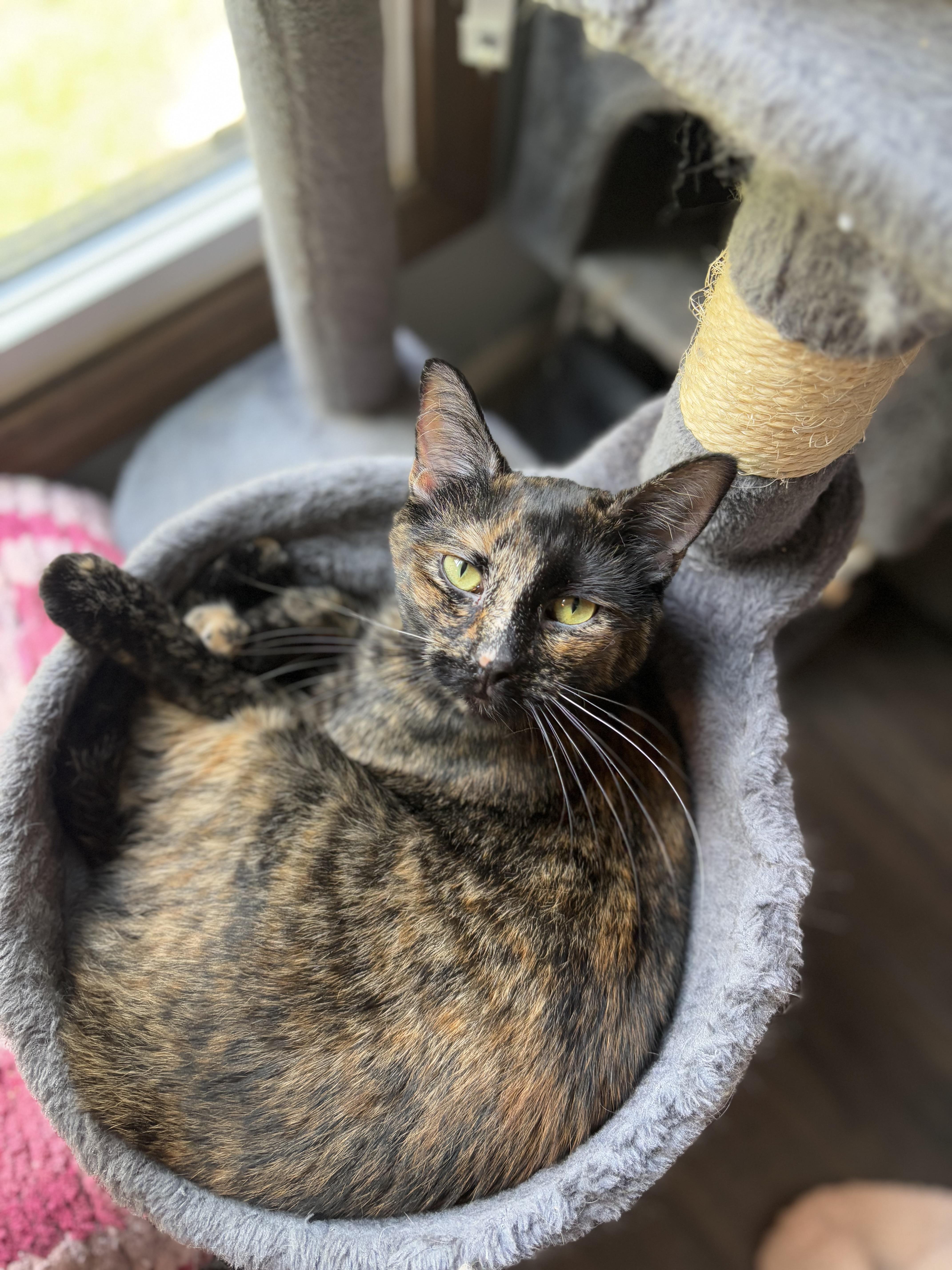 Enlarge Moxie, a Adoptable Domestic Short Hair in Ortonville, MI image 1/5