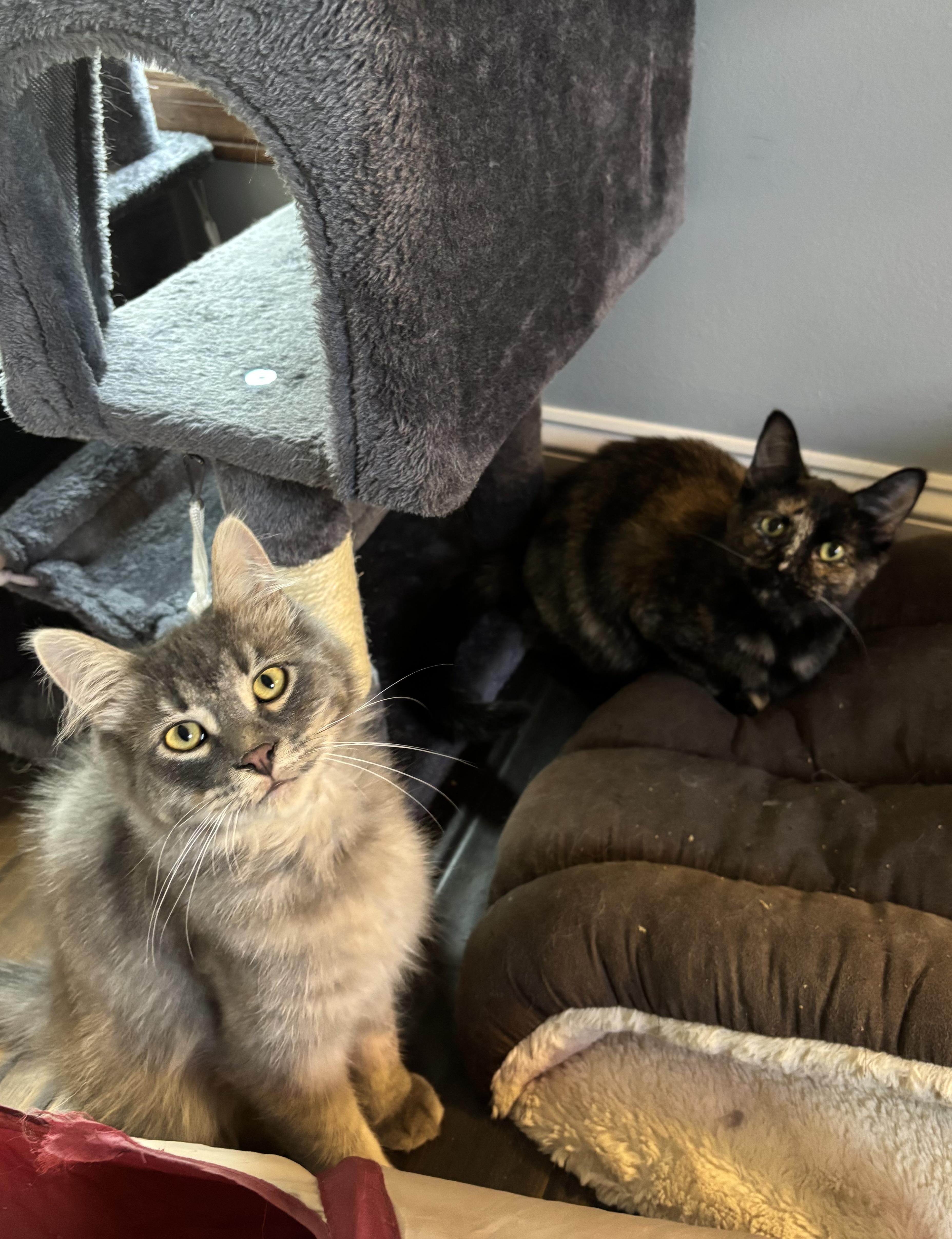 Moxie, a Adoptable Domestic Short Hair in Ortonville, MI image 4/5