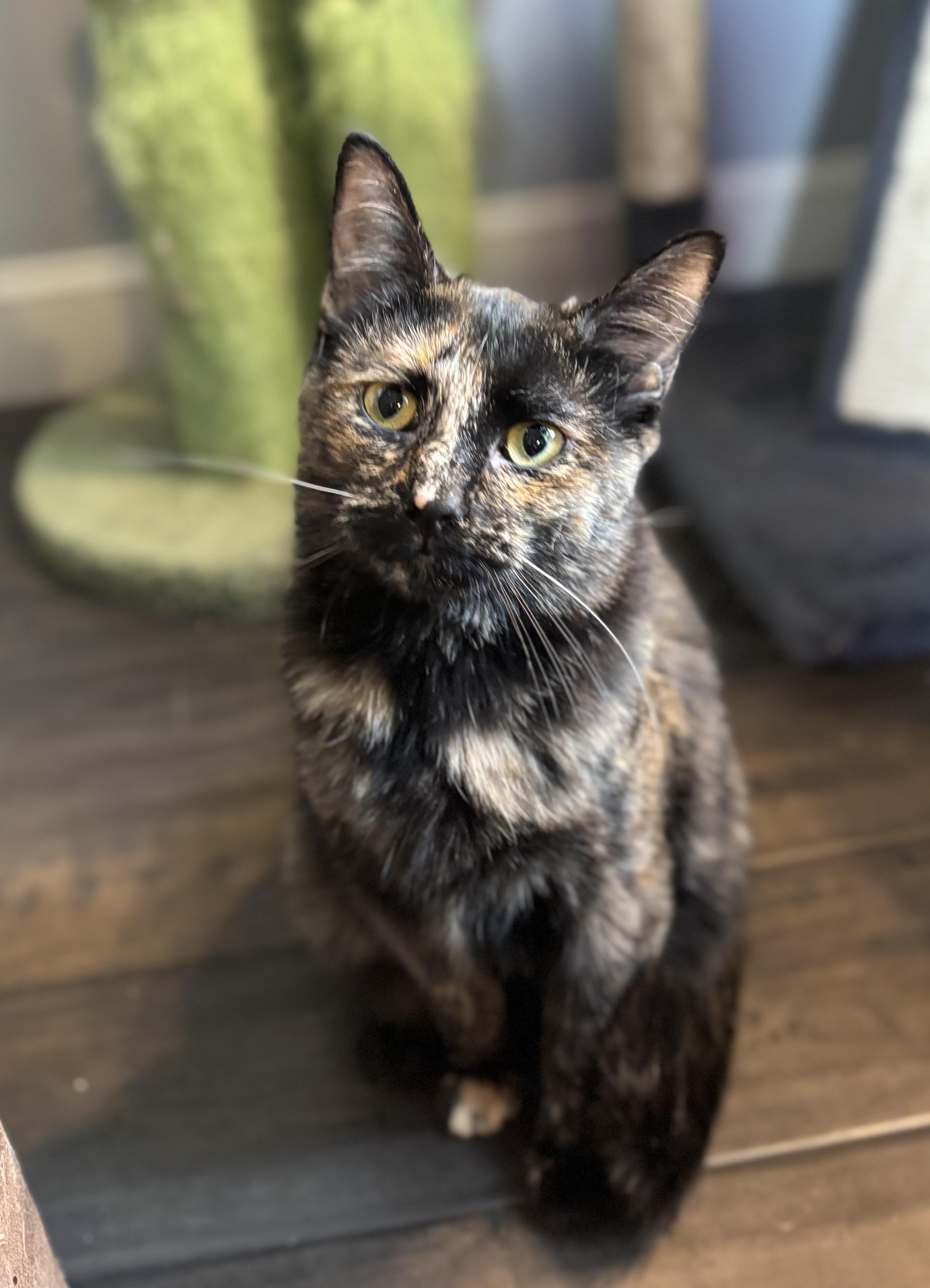 Moxie, a Adoptable Domestic Short Hair in Ortonville, MI image 5/5