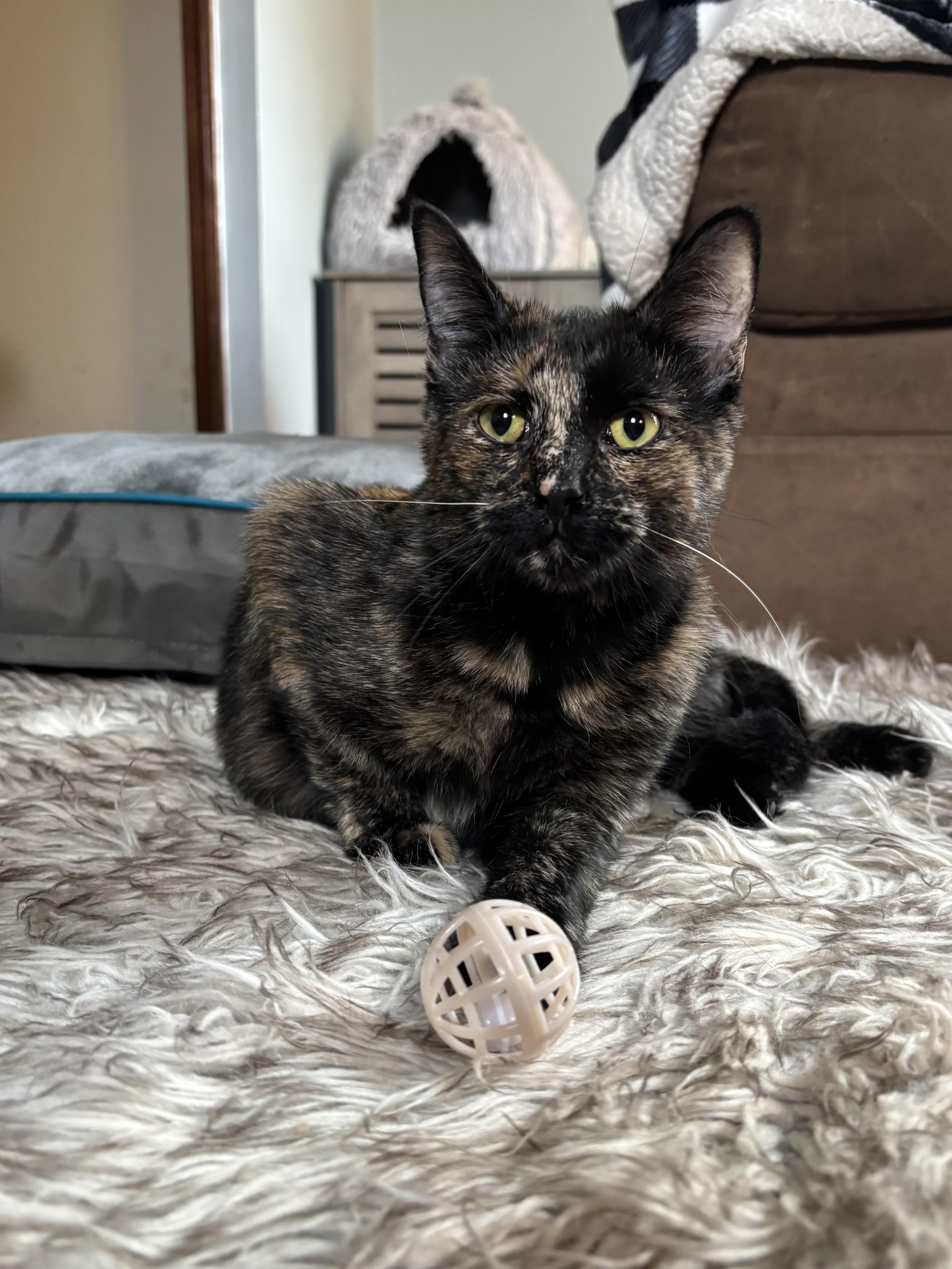 Moxie, a Adoptable Domestic Short Hair in Ortonville, MI image 1/5