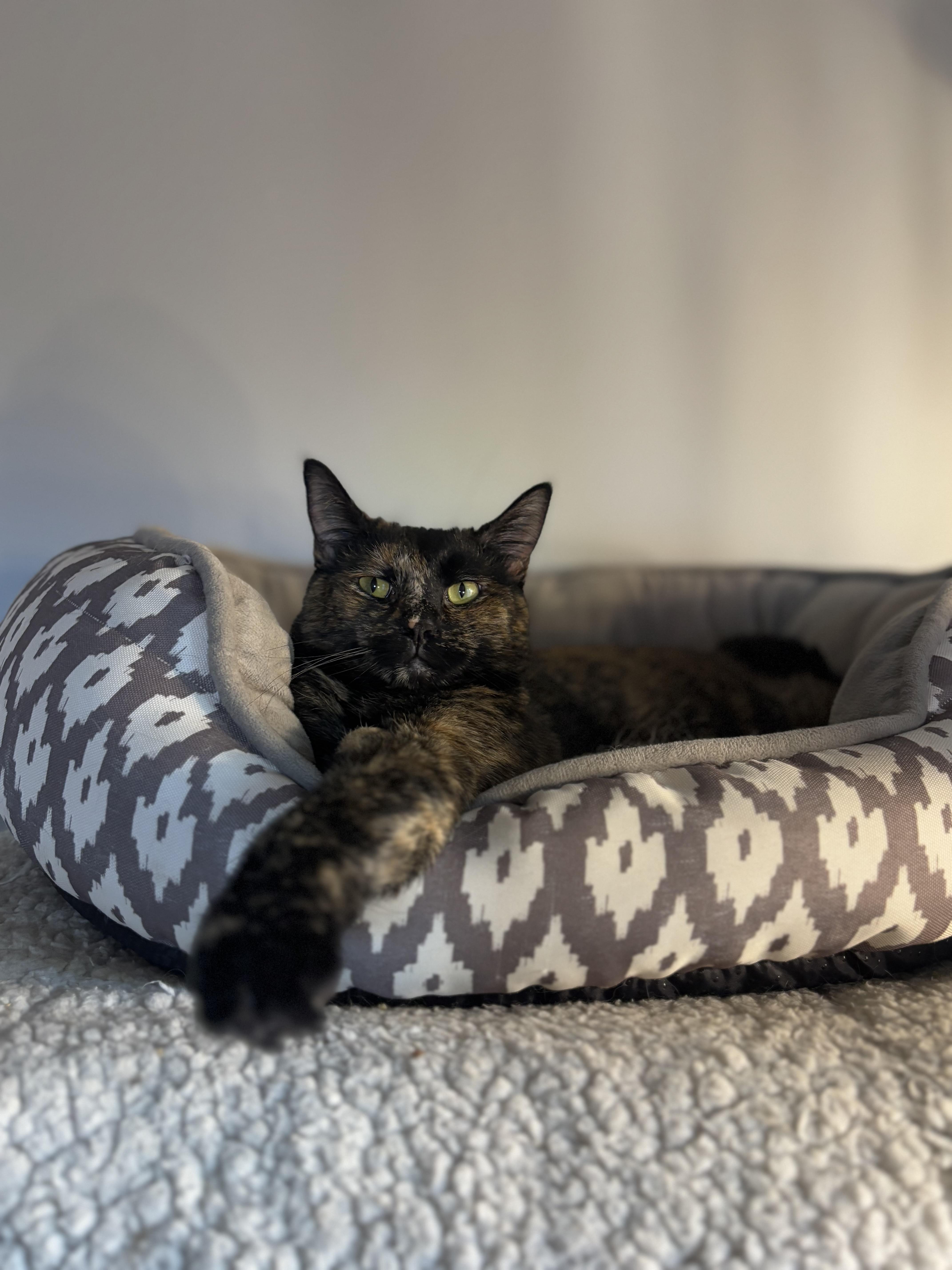 Enlarge Moxie, a Adoptable Domestic Short Hair in Ortonville, MI image 2/5