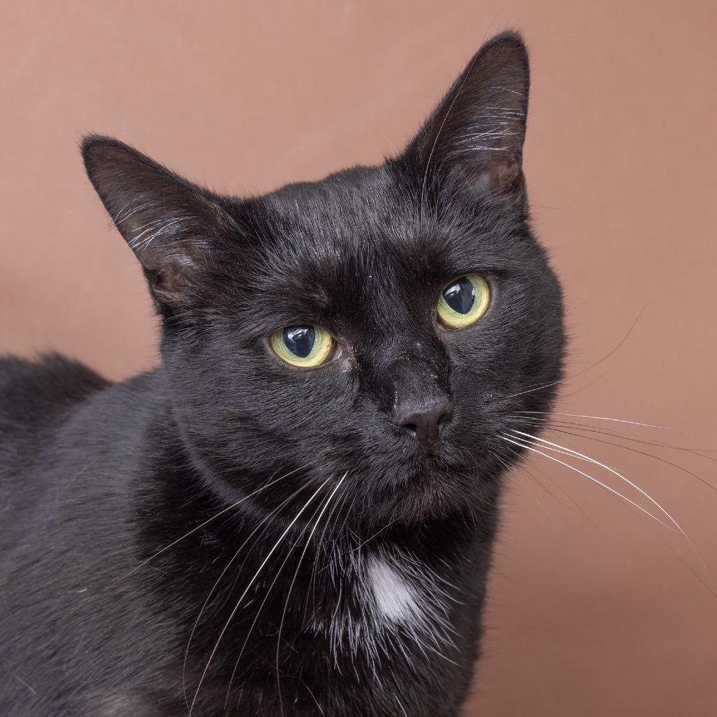 Enlarge Baby, a Adoptable Domestic Short Hair in Franklin, TN image 1/3