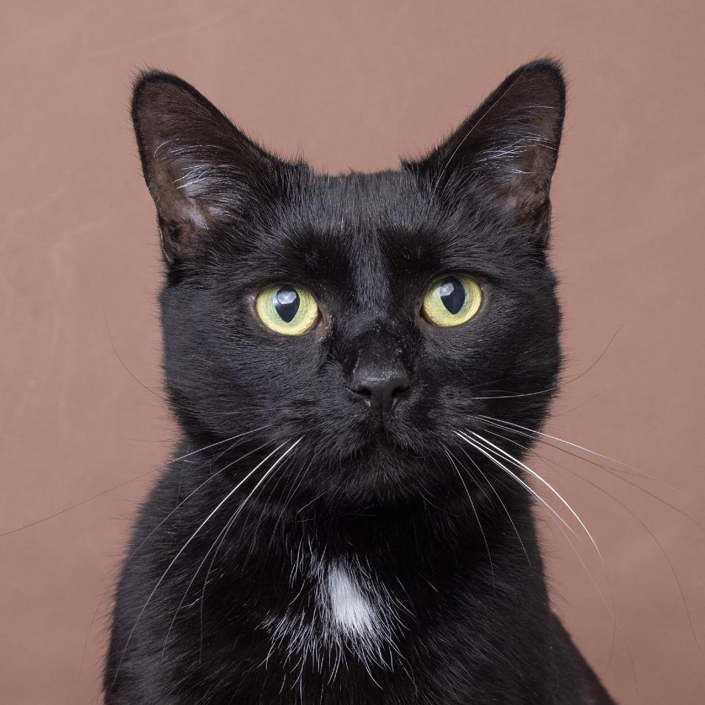 Enlarge Baby, a Adoptable Domestic Short Hair in Franklin, TN image 2/3