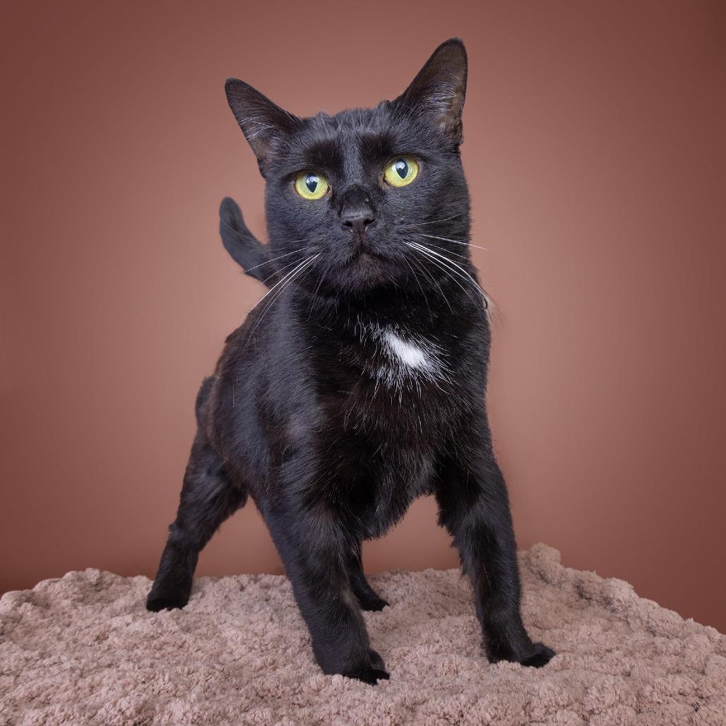 Enlarge Baby, a Adoptable Domestic Short Hair in Franklin, TN image 3/3