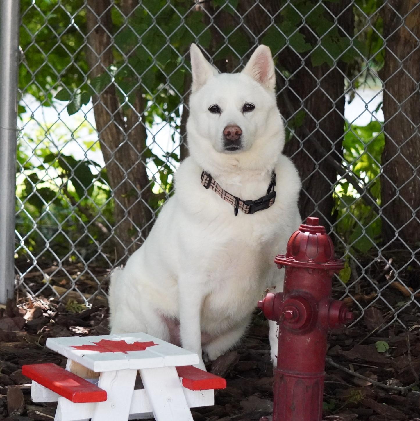 Enlarge Layla, a Adoptable mixed breed in King City, ON image 5/6