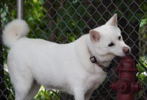 Enlarge Layla, a Adoptable mixed breed in King City, ON image 3/6