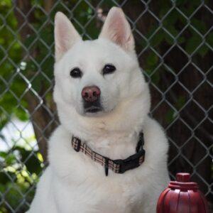 Enlarge Layla, a Adoptable mixed breed in King City, ON image 1/6
