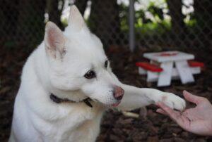 Enlarge Layla, a Adoptable mixed breed in King City, ON image 6/6