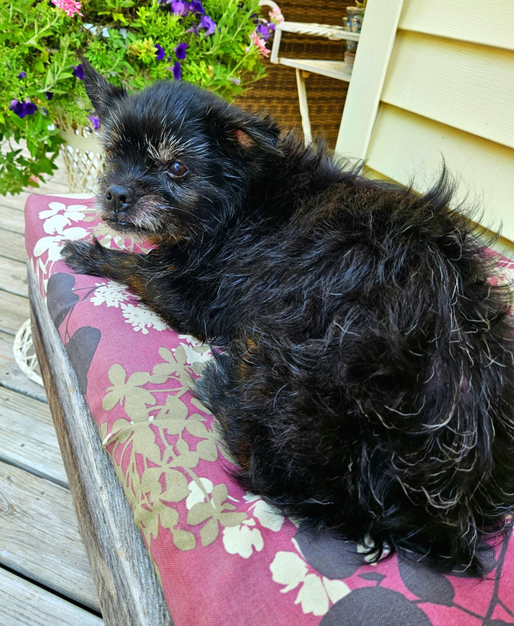 Shadow, Adoptable, Senior Male Yorkshire Terrier.