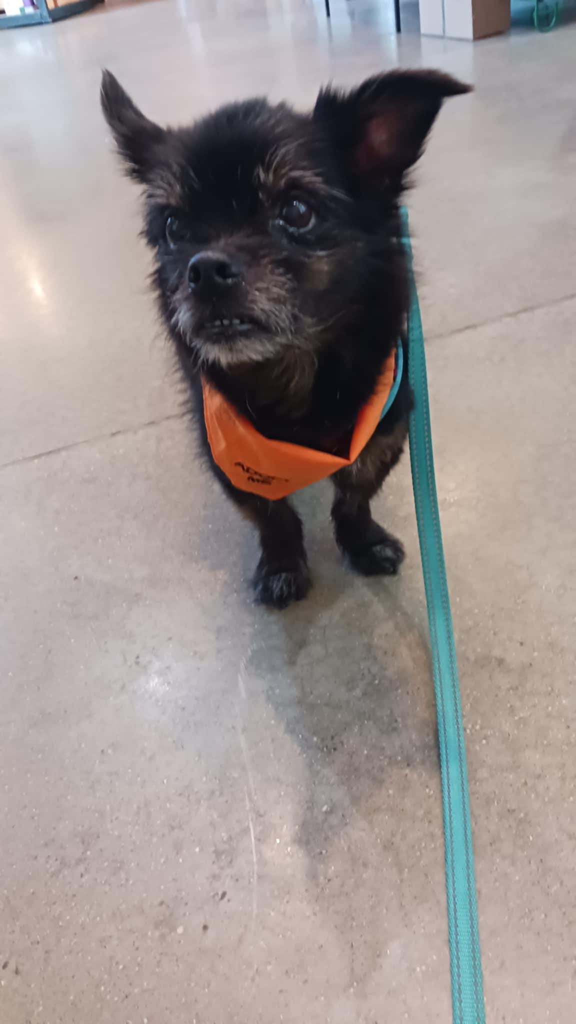 Enlarge Shadow, a Adoptable mixed breed in Whitewater, WI image 6/6