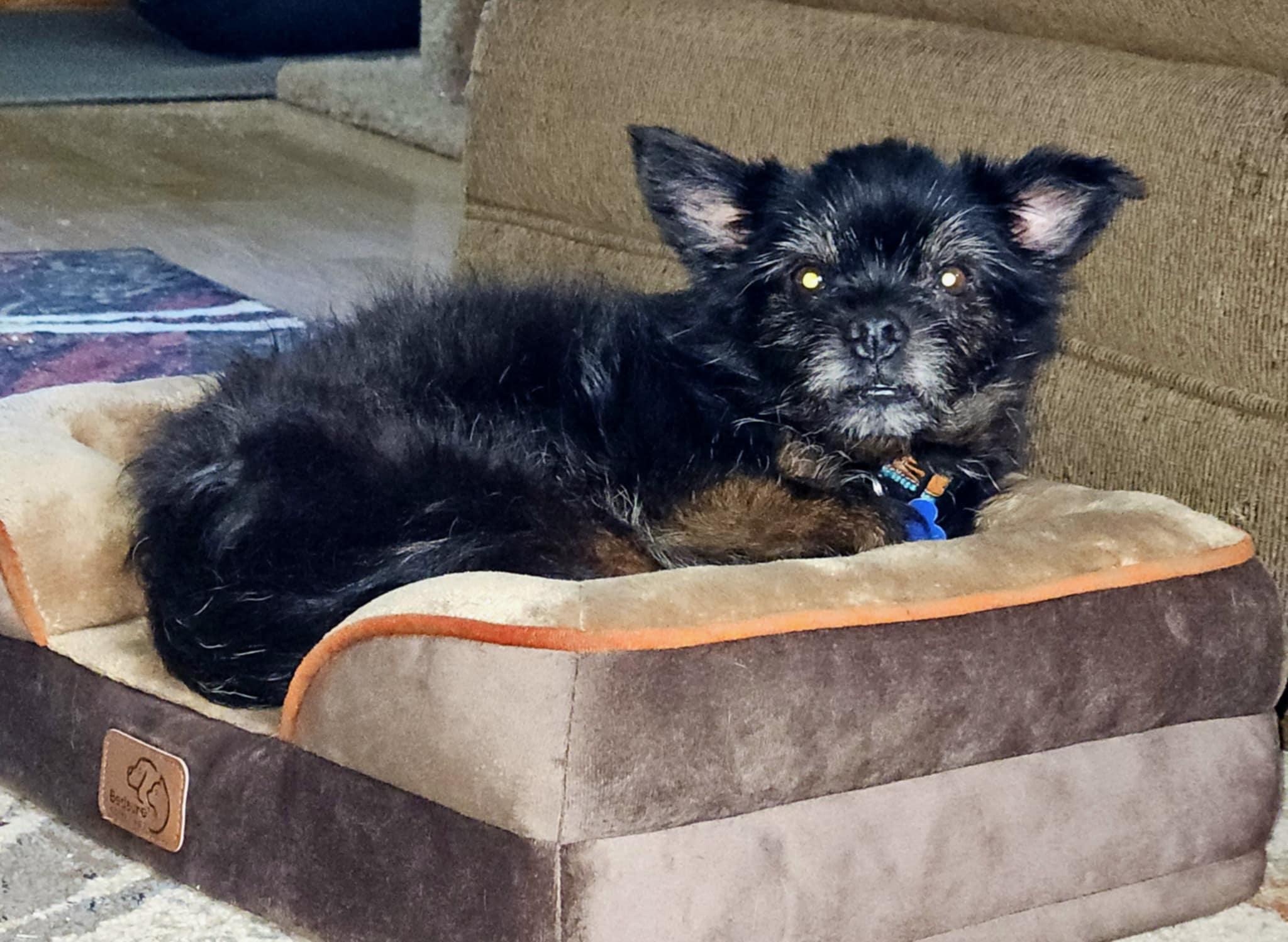 Enlarge Shadow, a Adoptable mixed breed in Whitewater, WI image 3/6