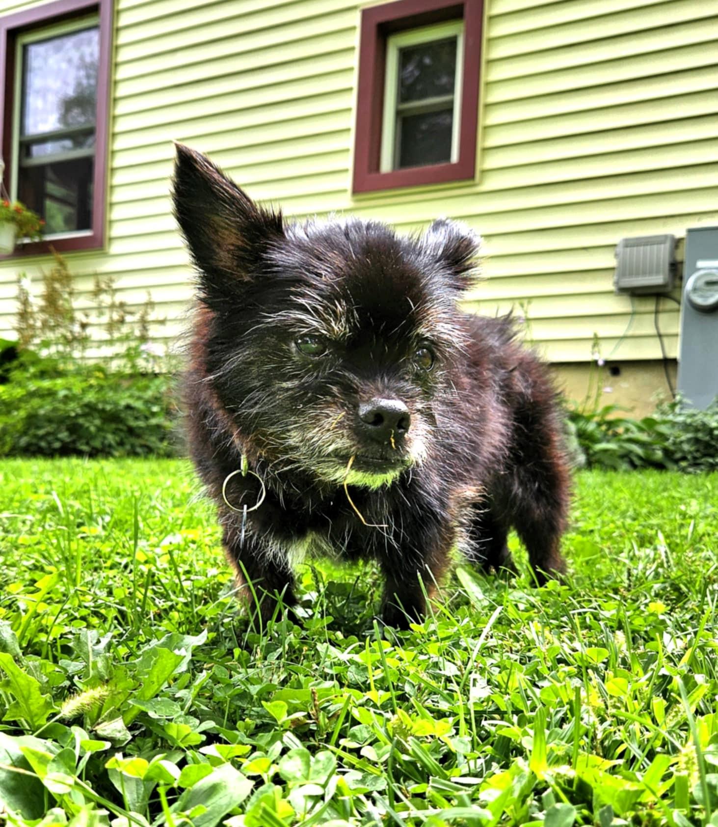 Enlarge Shadow, a Adoptable mixed breed in Whitewater, WI image 4/6