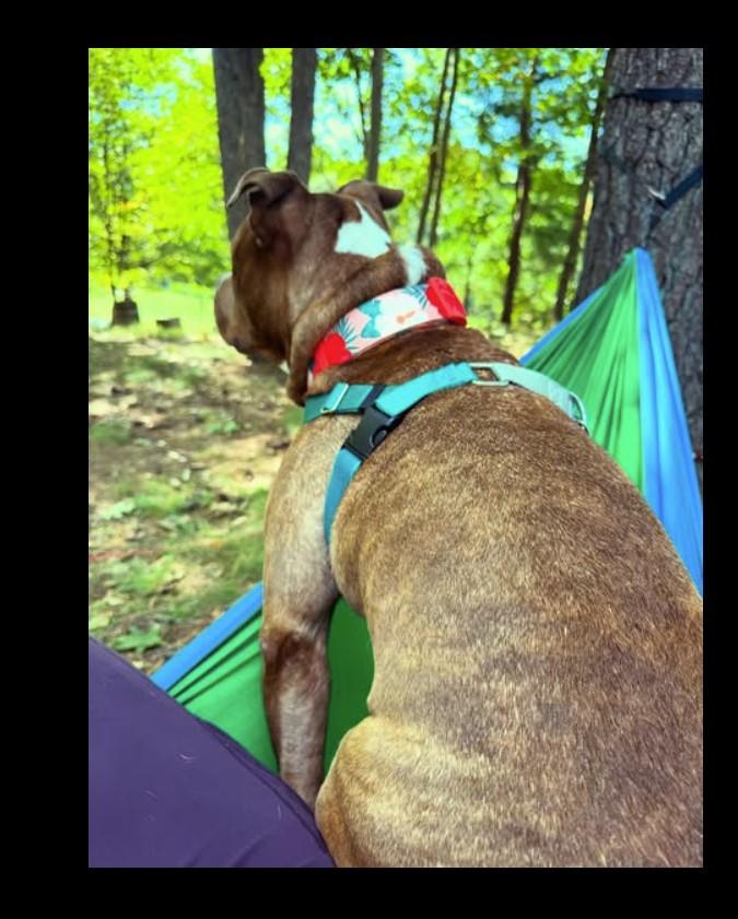 Enlarge Damu the 8 yr old, couch potato looking for retirement home, a Adopted Pit Bull Terrier in Tunkhannock, PA image 4/5